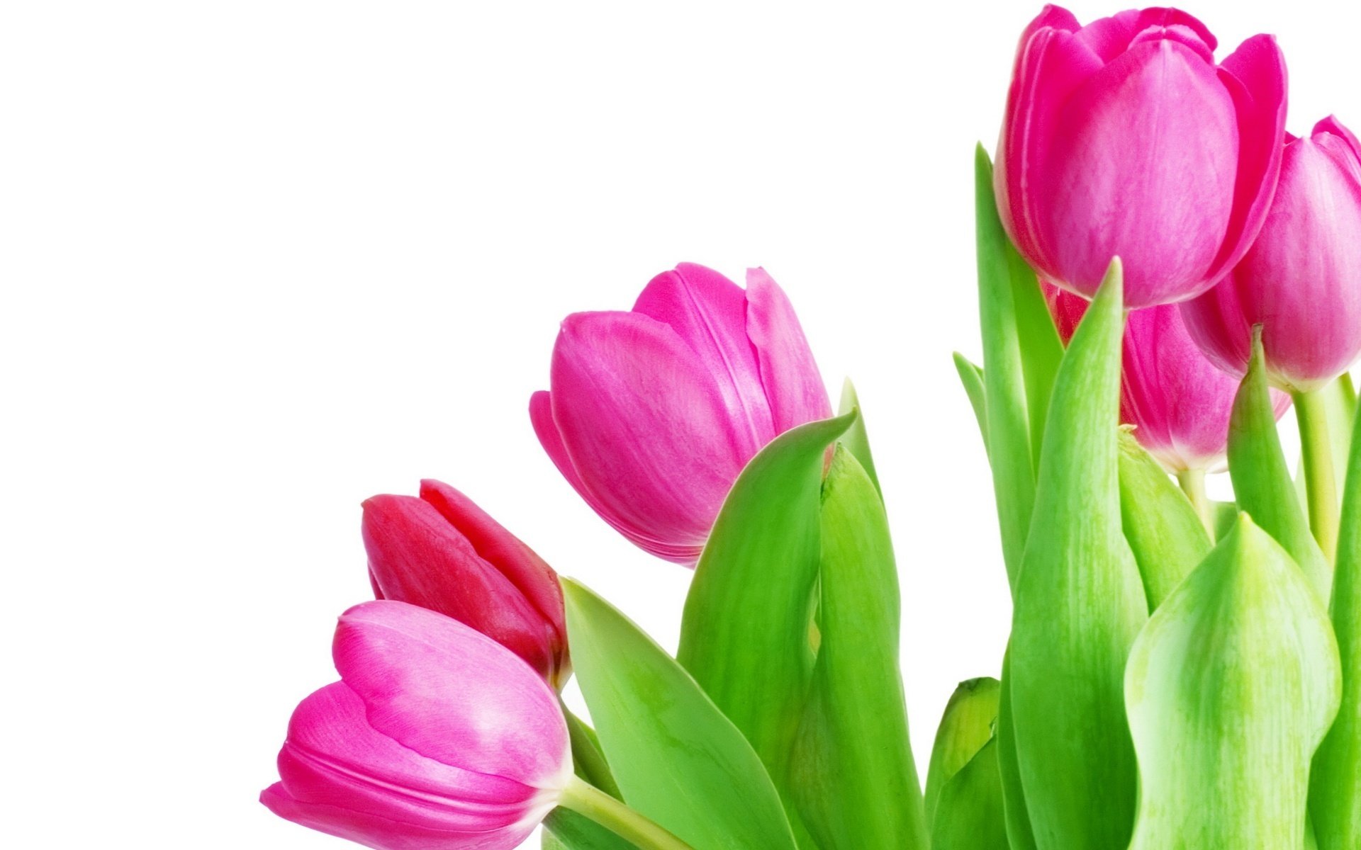 Pink tulips with fresh green leaves