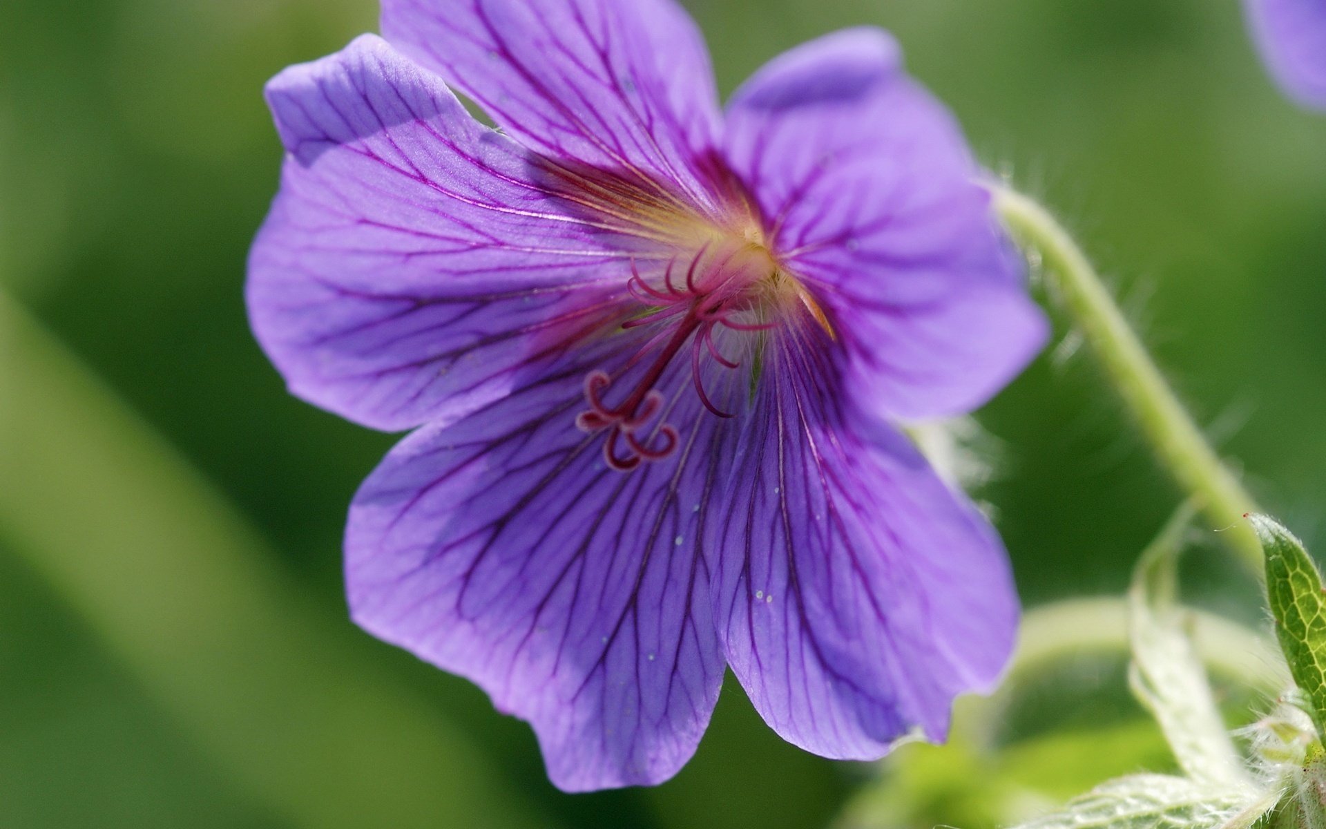 К к 8 букв растение. Фиолетовые цветы. Цветок с фиолетовыми прожилками. Цветочек. Растение с фиолетовыми лепестками.