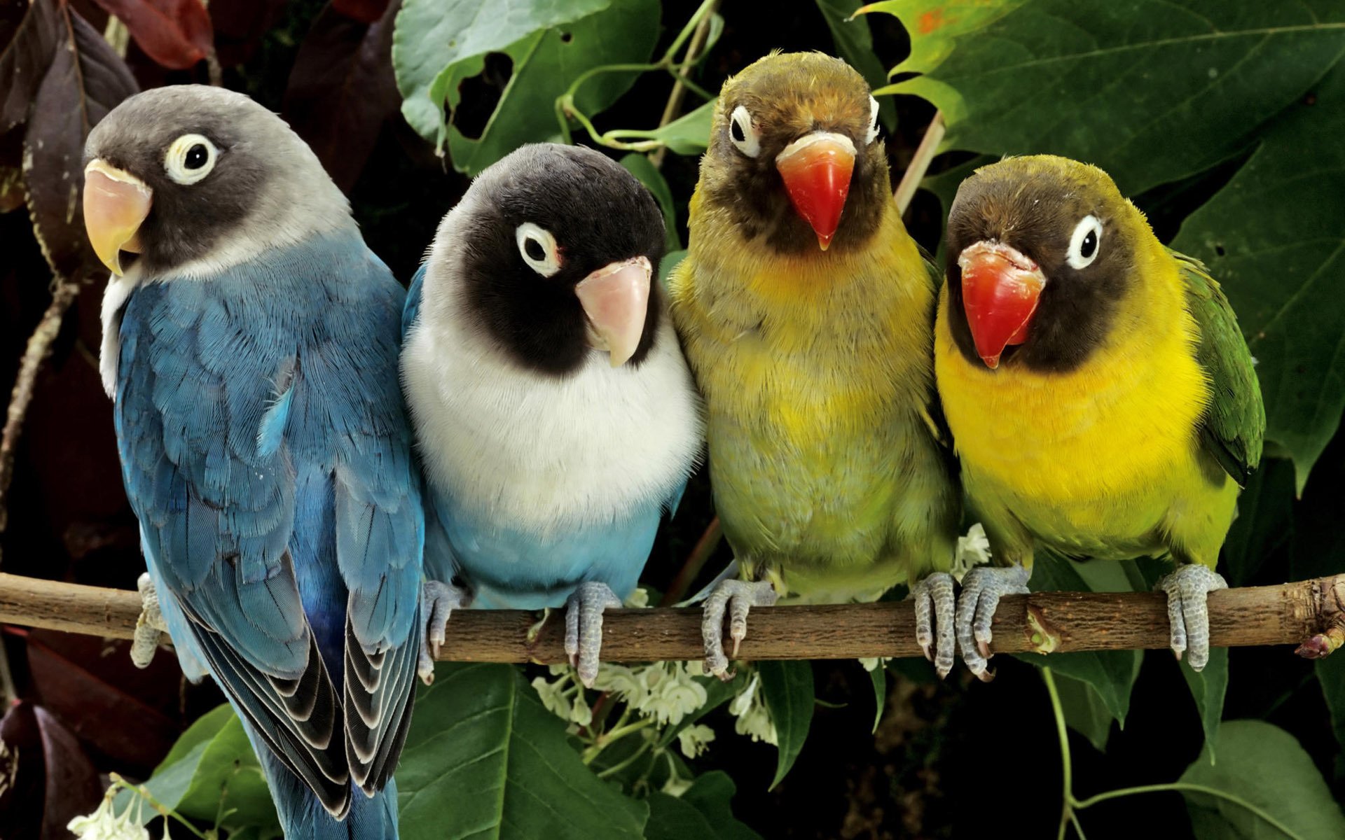 Lovebirds of different colors sitting together on a twig