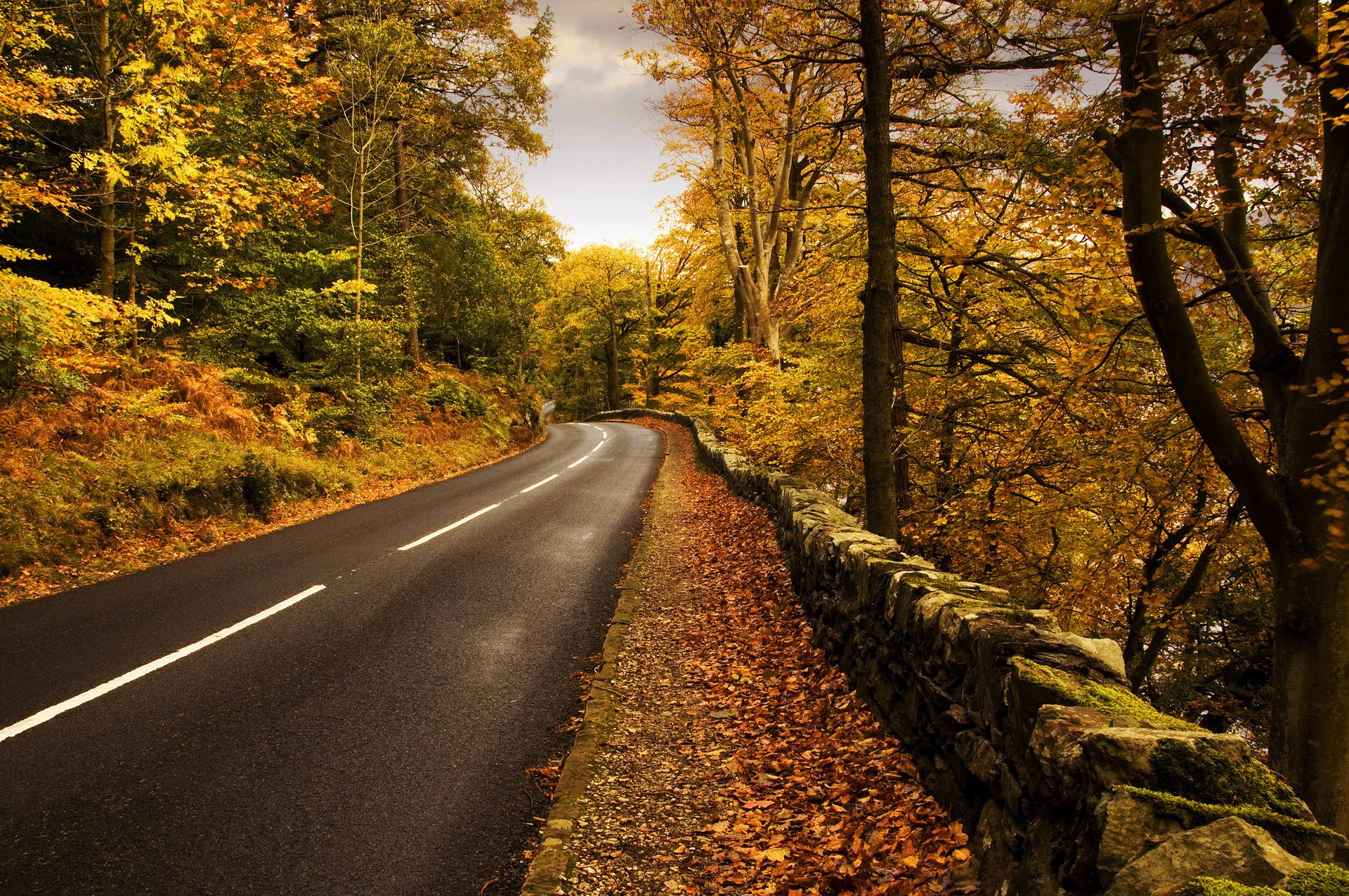 An asphalt road leads through the autumn forest