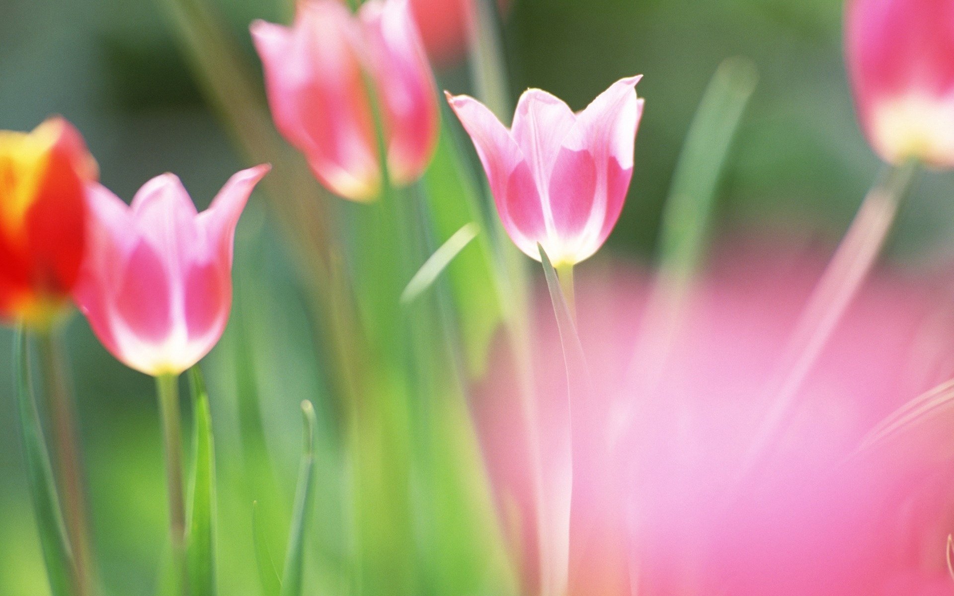 Tulips with a white center on a blurry green-pink background