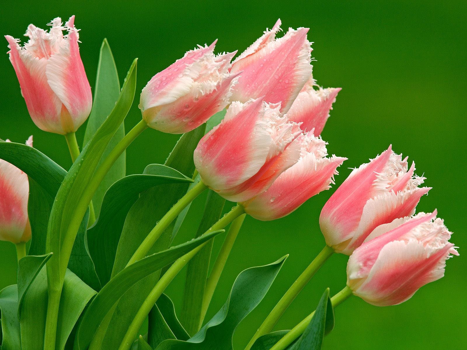 Pink and white terry tulips on a green background