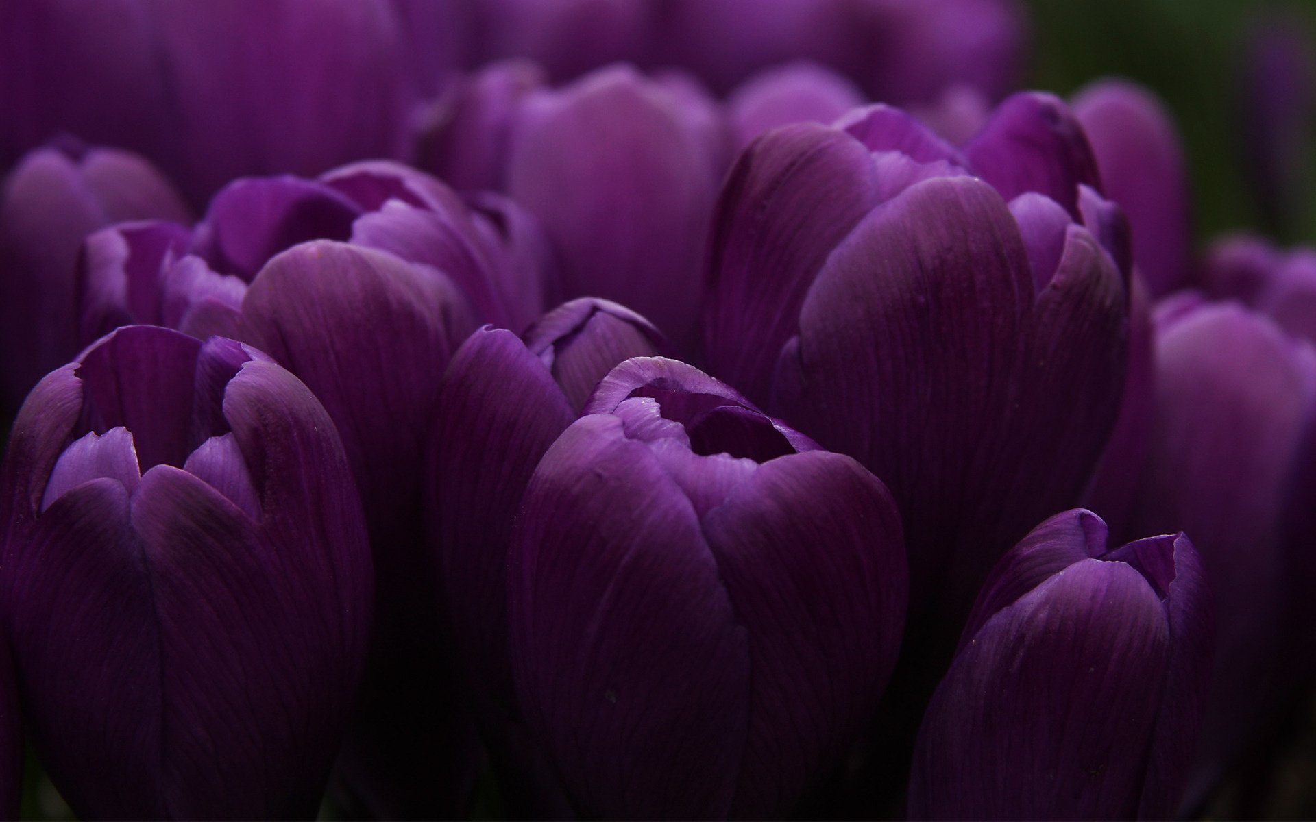 Bouquet of purple tulips on a dark background