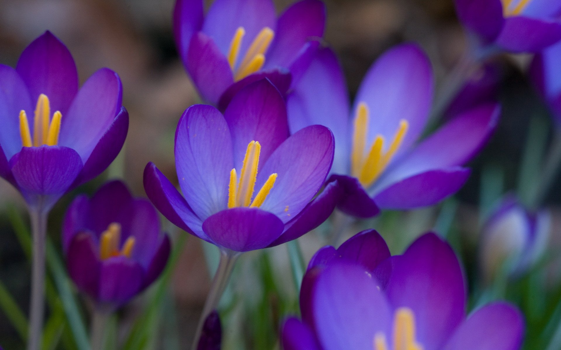 Spring crocuses are purple in color with yellow centers