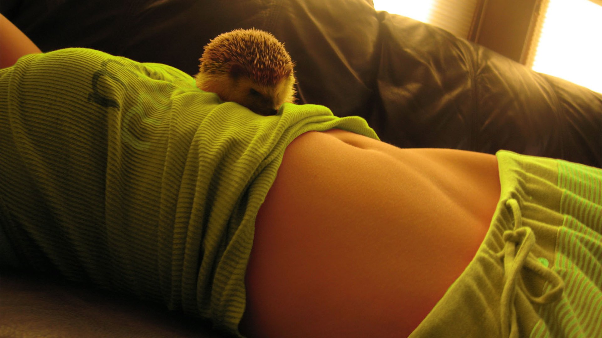 A girl with a hedgehog, a very cute photo of a hedgehog