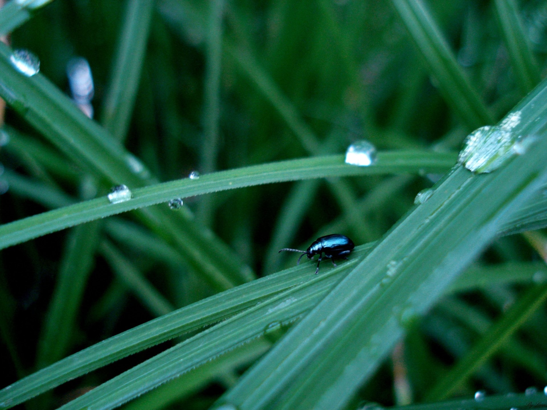 The background is a dark beetle after the rain on the green grass