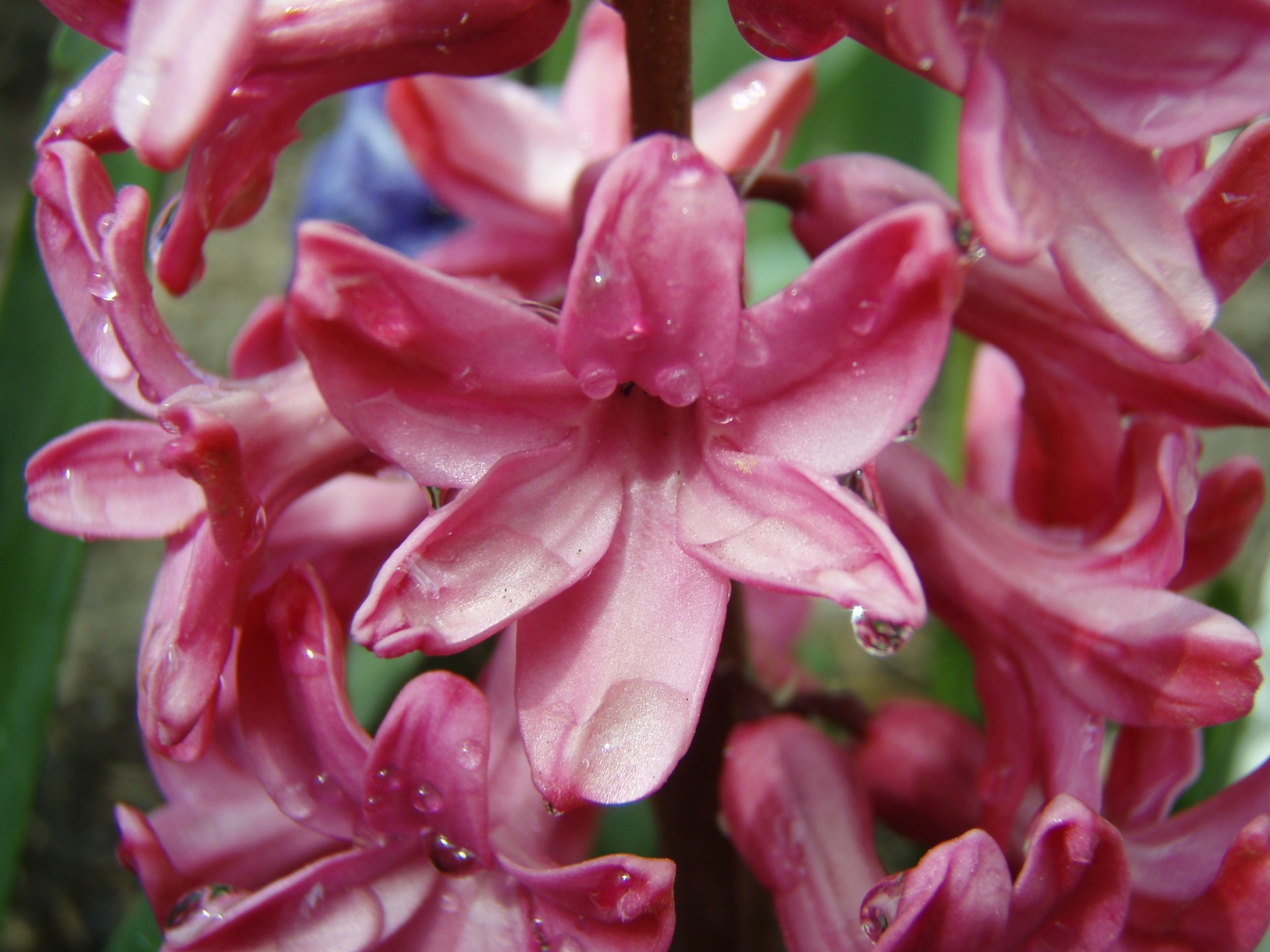 flower hyacinth red