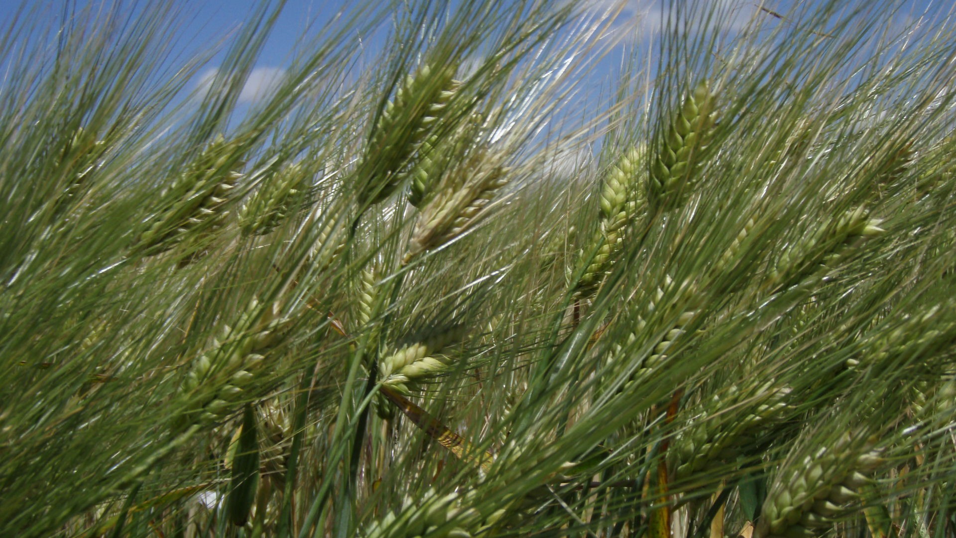 the field summer wheat