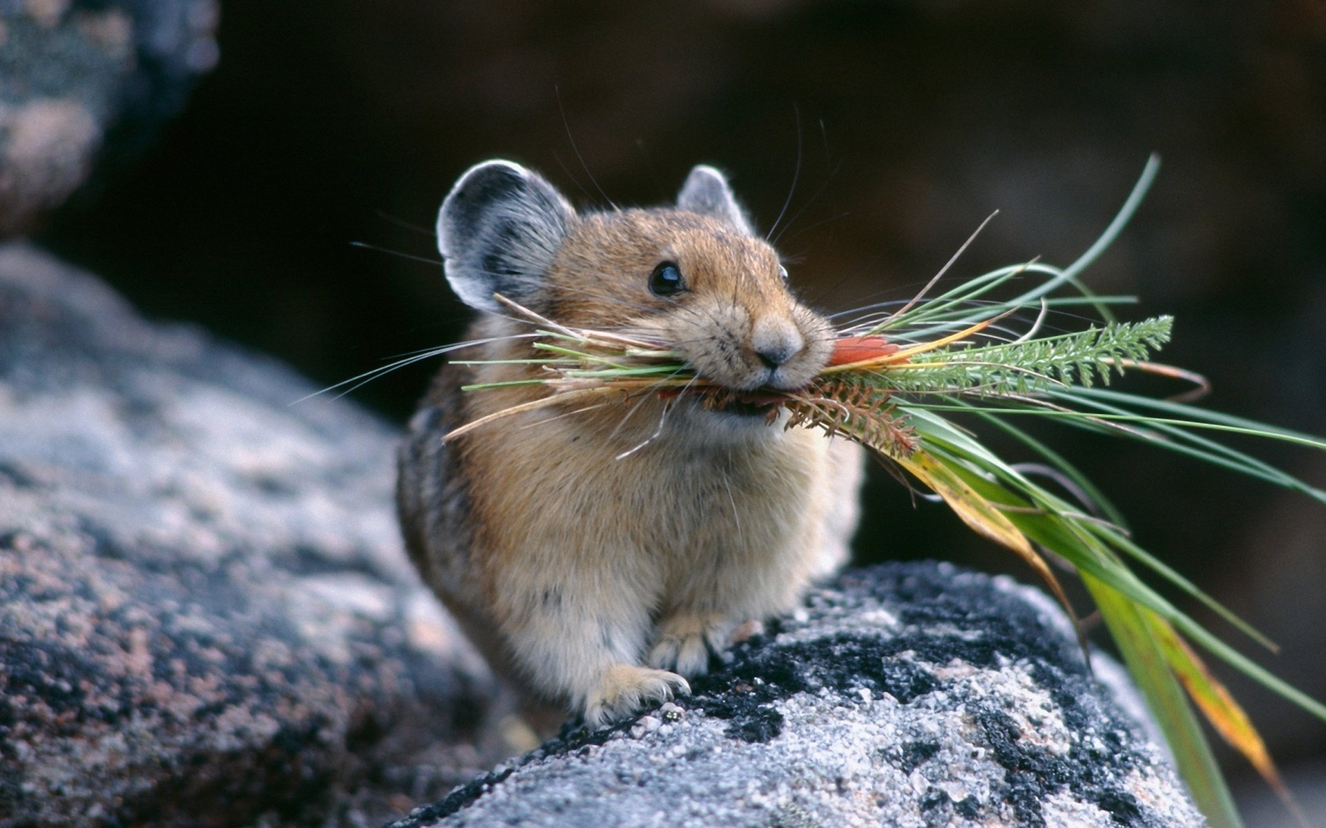 The rodent mouse makes supplies for the winter