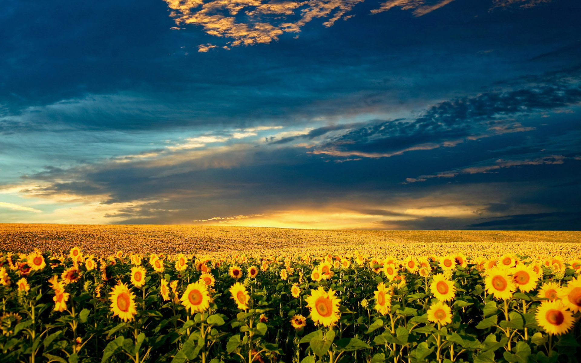 A yellow field of sunflowers on a blue sky background