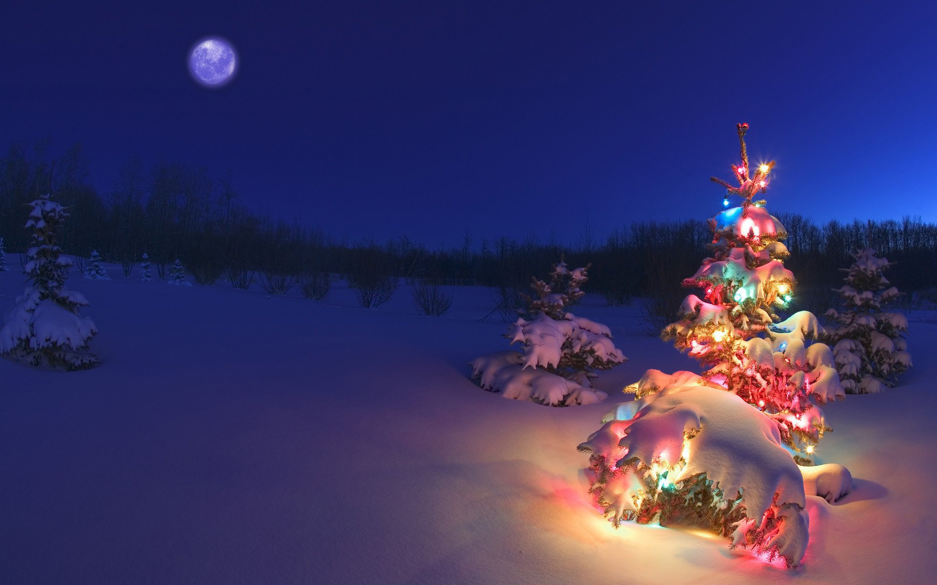 Winter night. Christmas tree