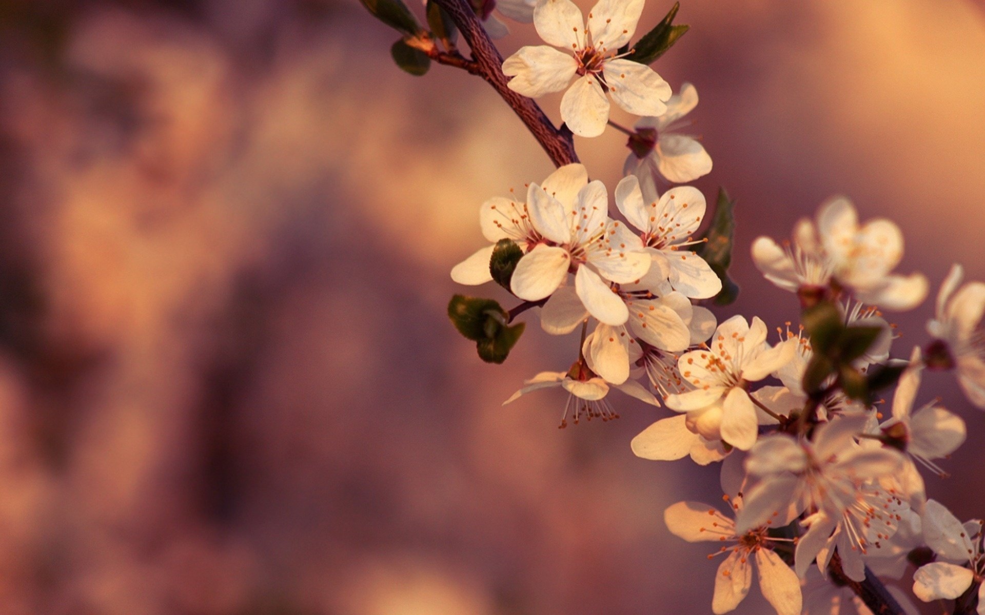 Spring flowers on a cherry branch