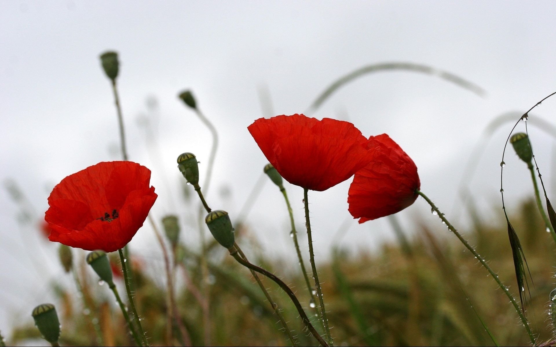 Bright poppies on a gloomy field