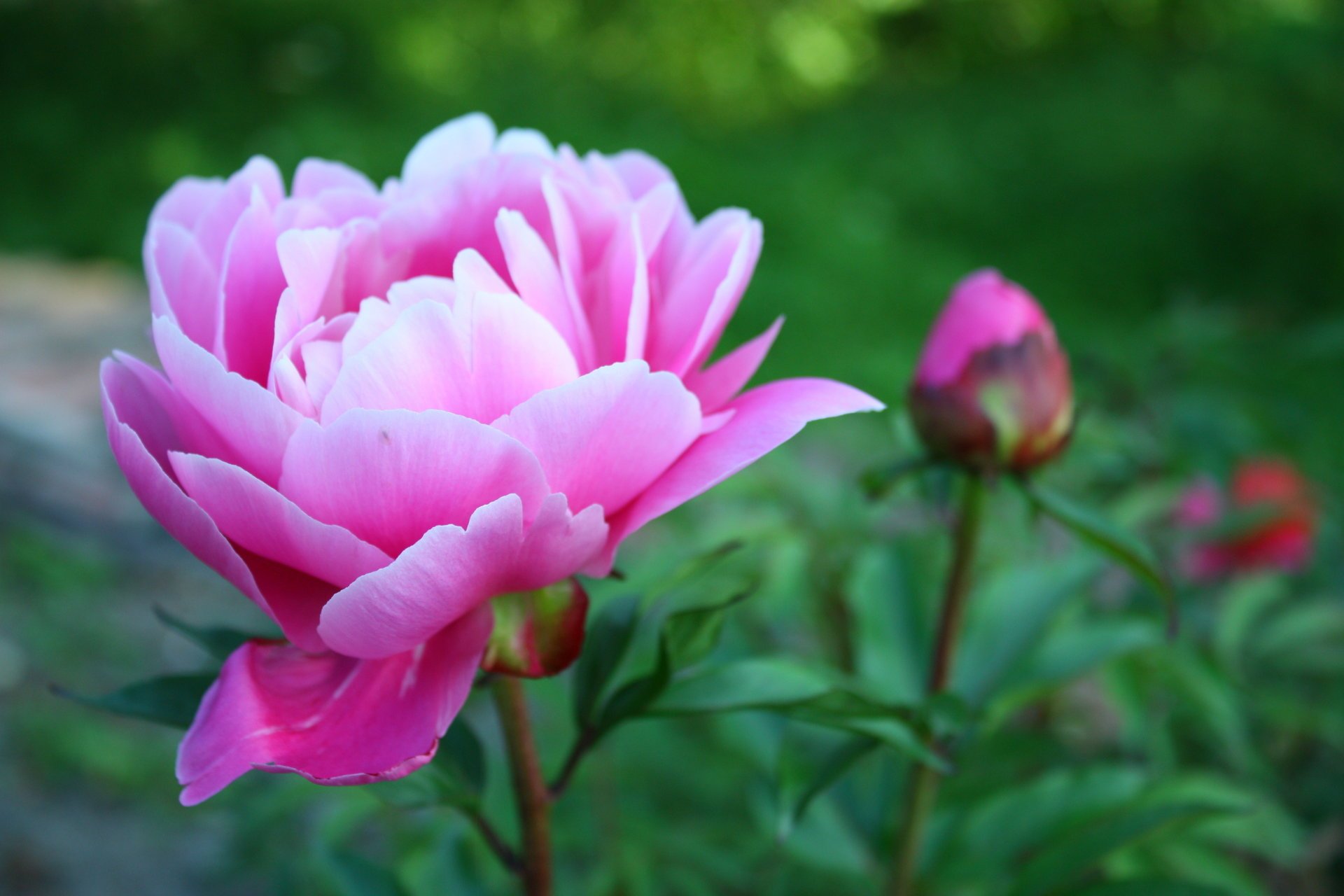 Super pink large peony buds