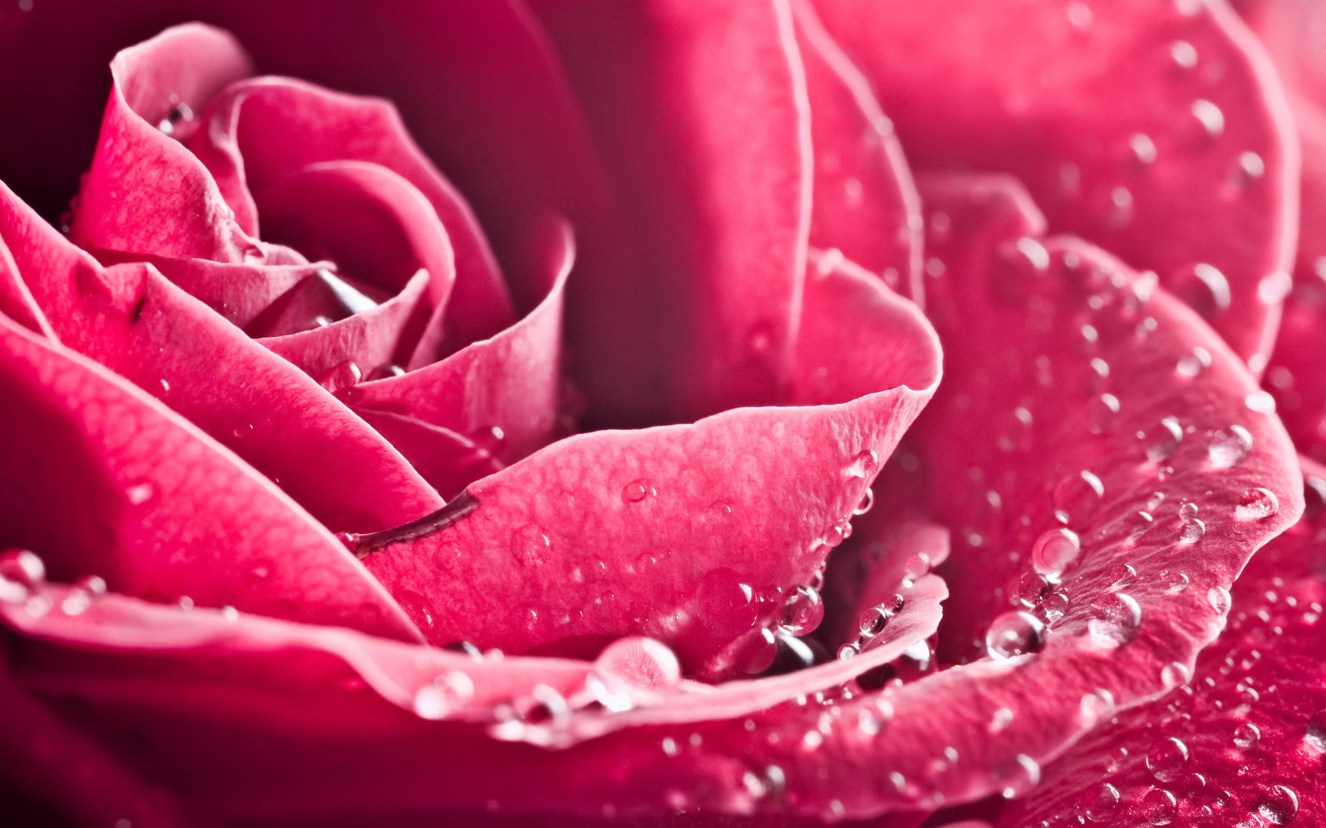 Delicate pink rose petals