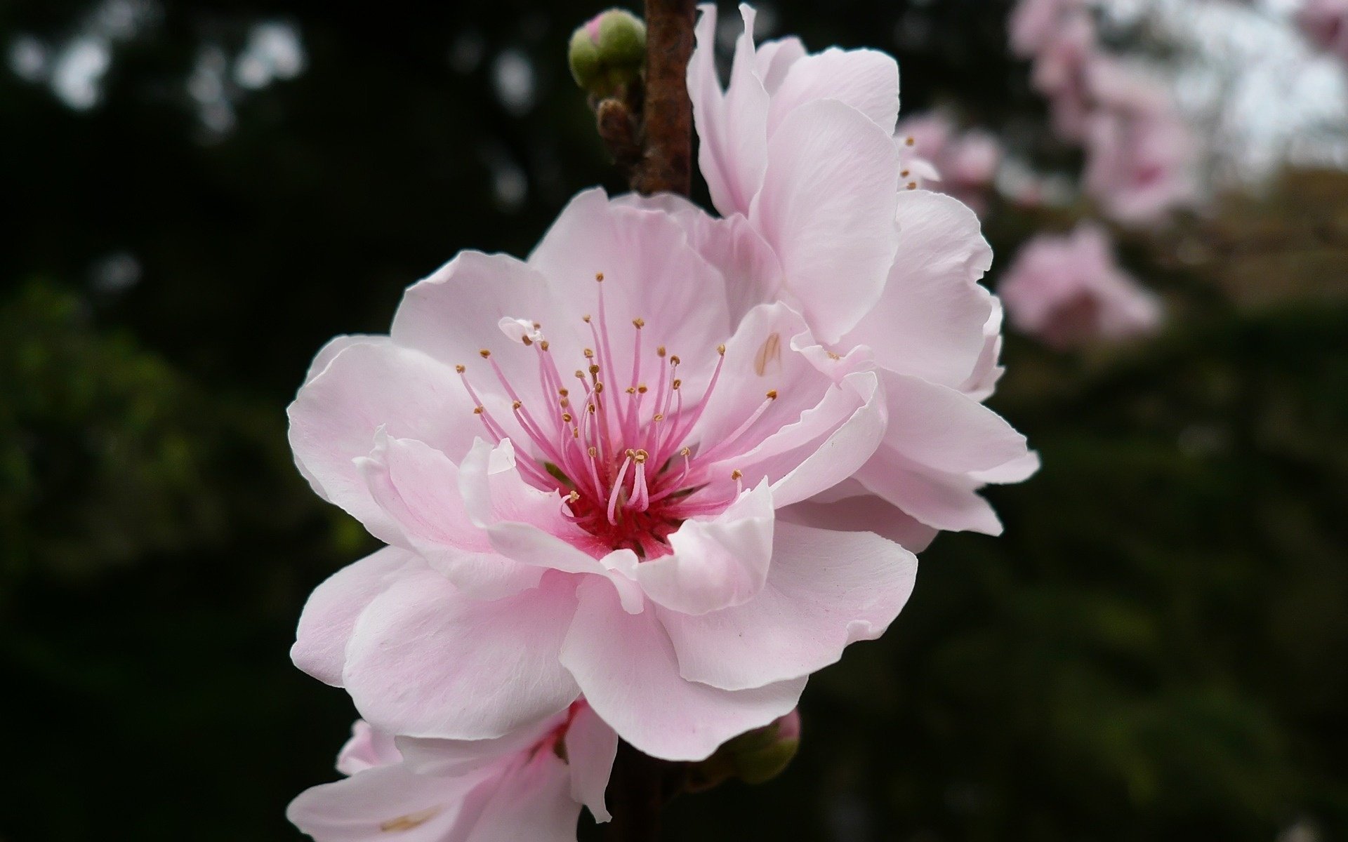A pink cherry blossom is ripening on a branch
