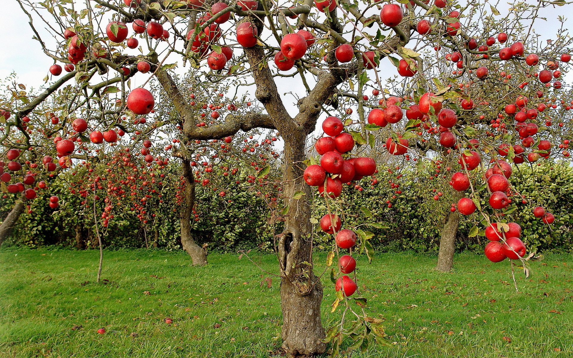 Autumn apples with red apples