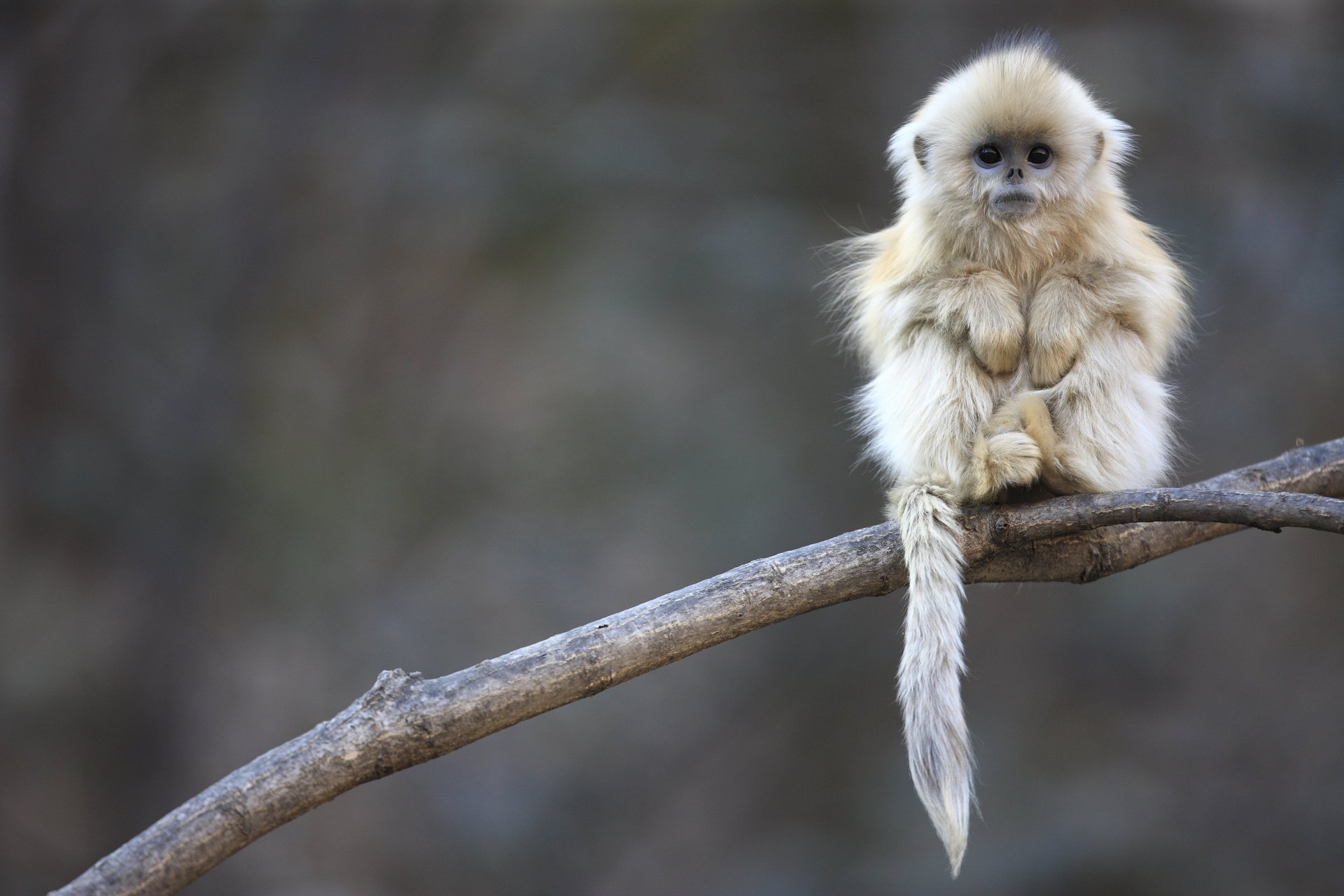 A little monkey sitting on a branch