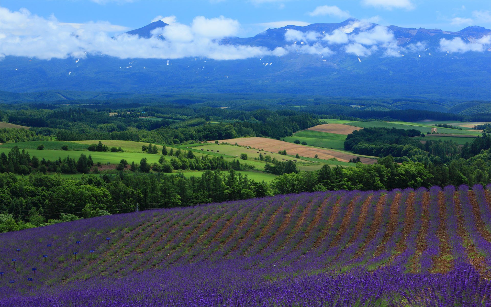 Lavender field on the background of forest and mountains