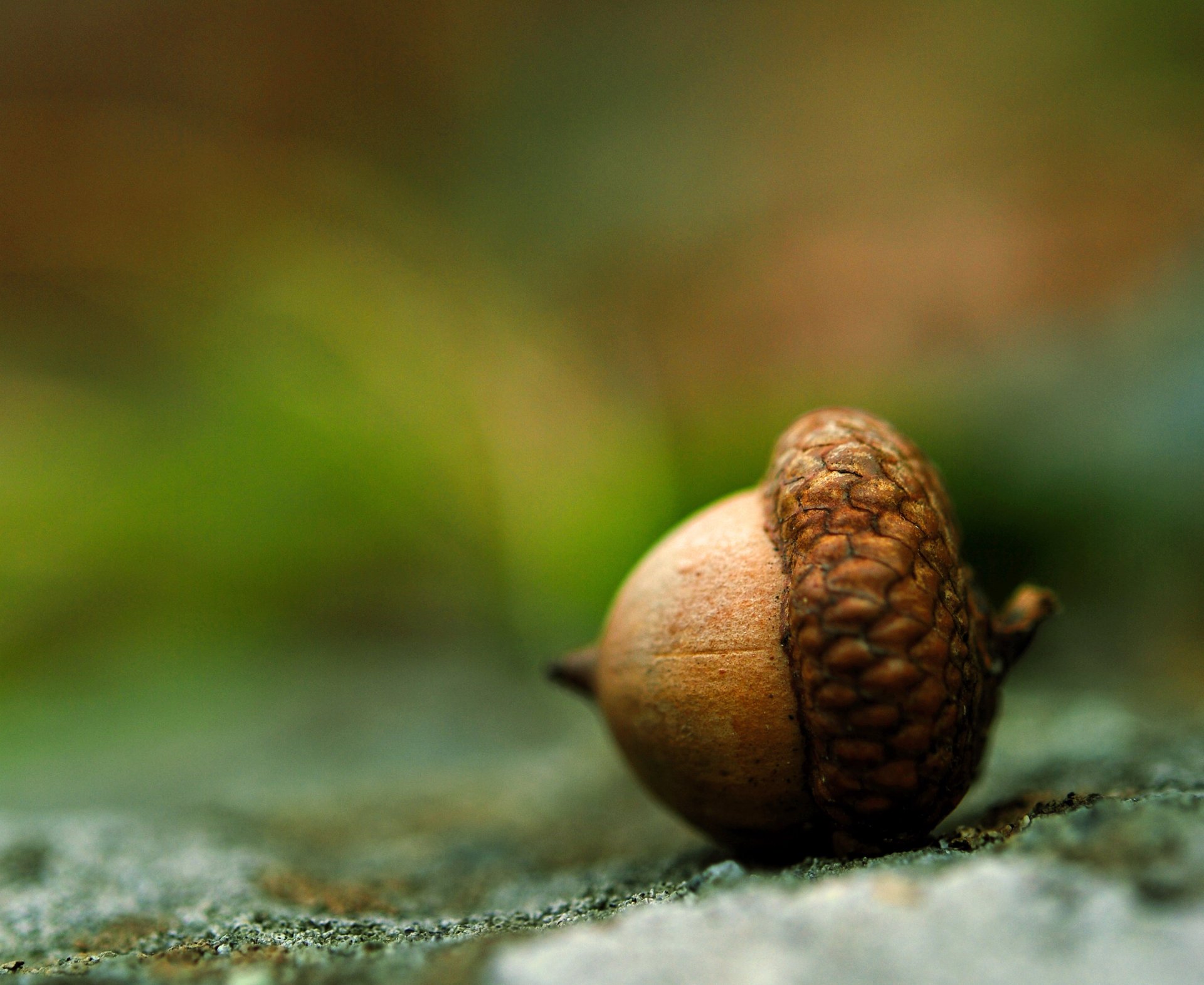 A brown acorn is lying on the ground
