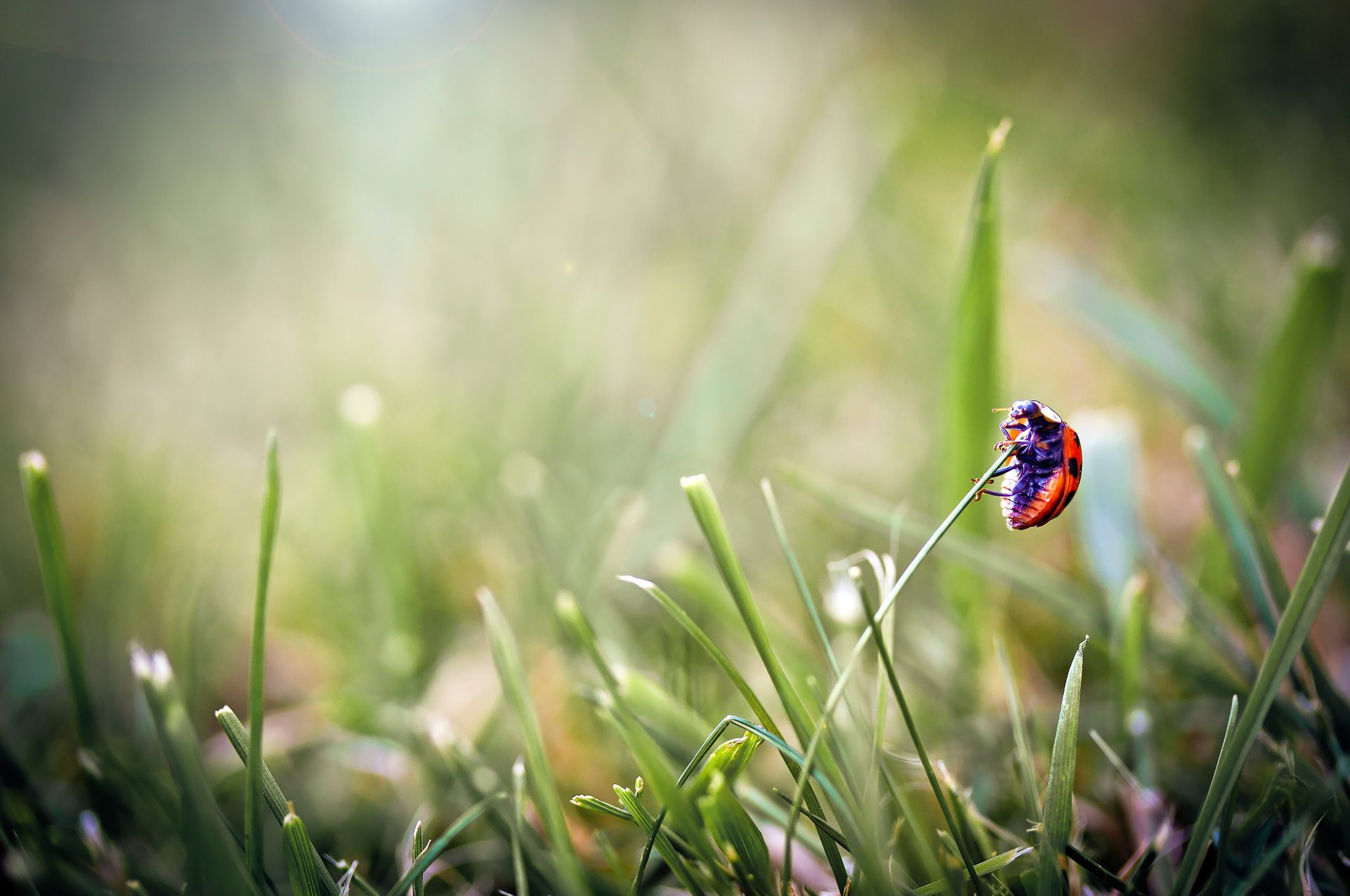 Macro photo of a ladybug on the tip of the grass