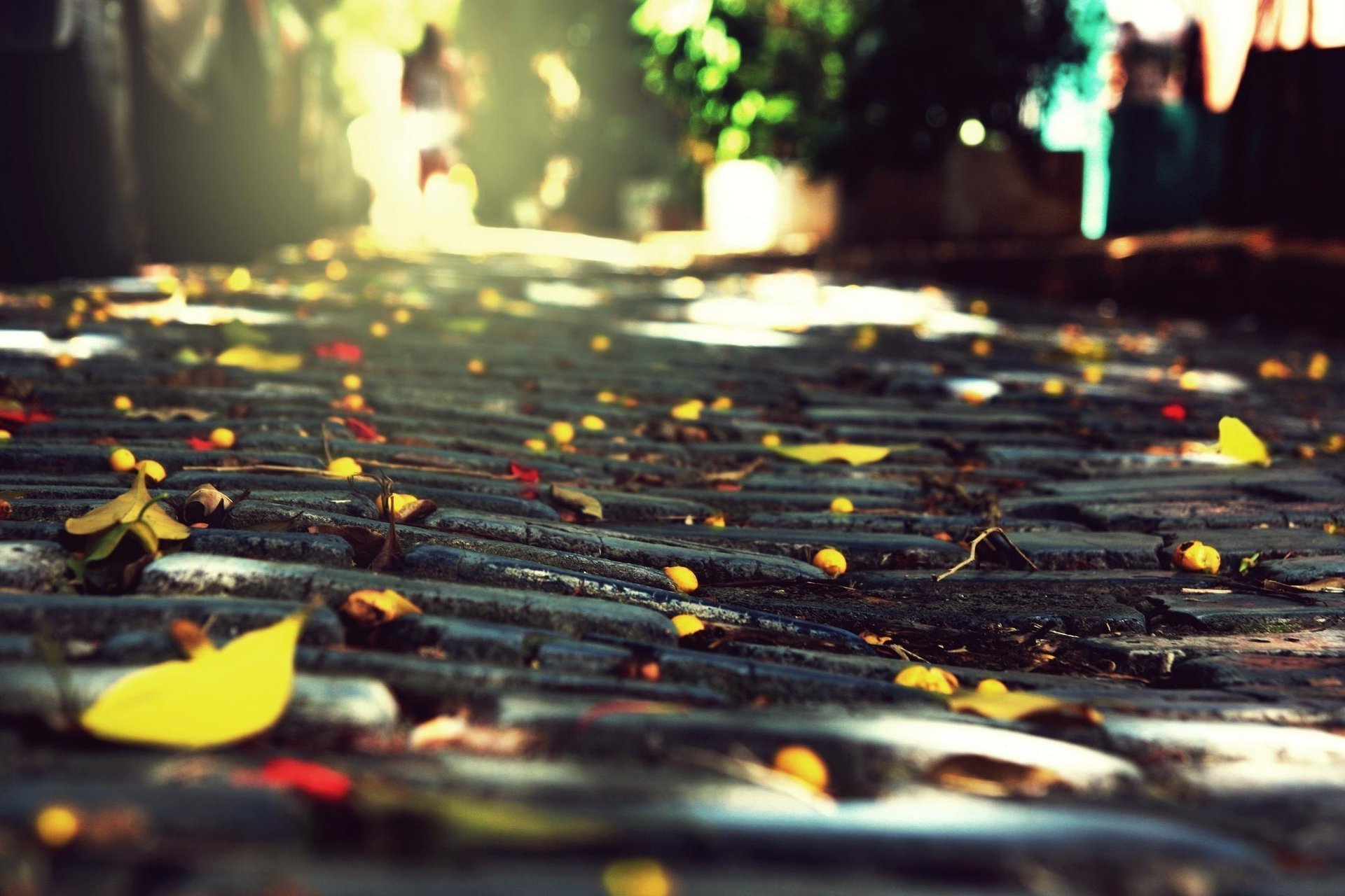 Yellow foliage lies on the paving stones