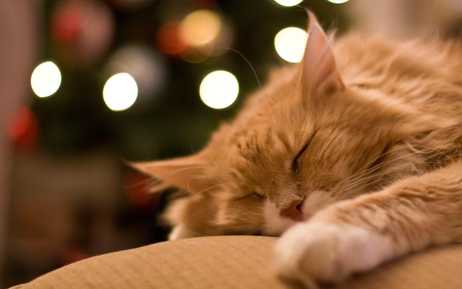 A red-haired cat sleeps under a Christmas tree
