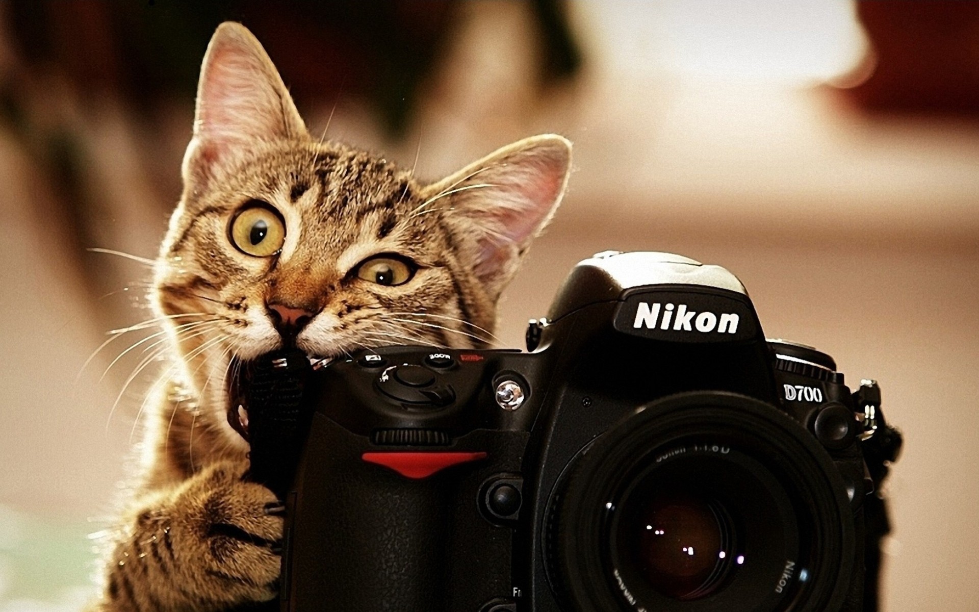 the camera nikon situation fun cat