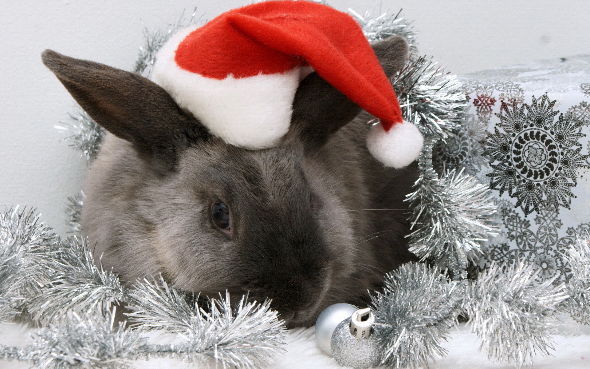 A rabbit in a Santa Claus hat