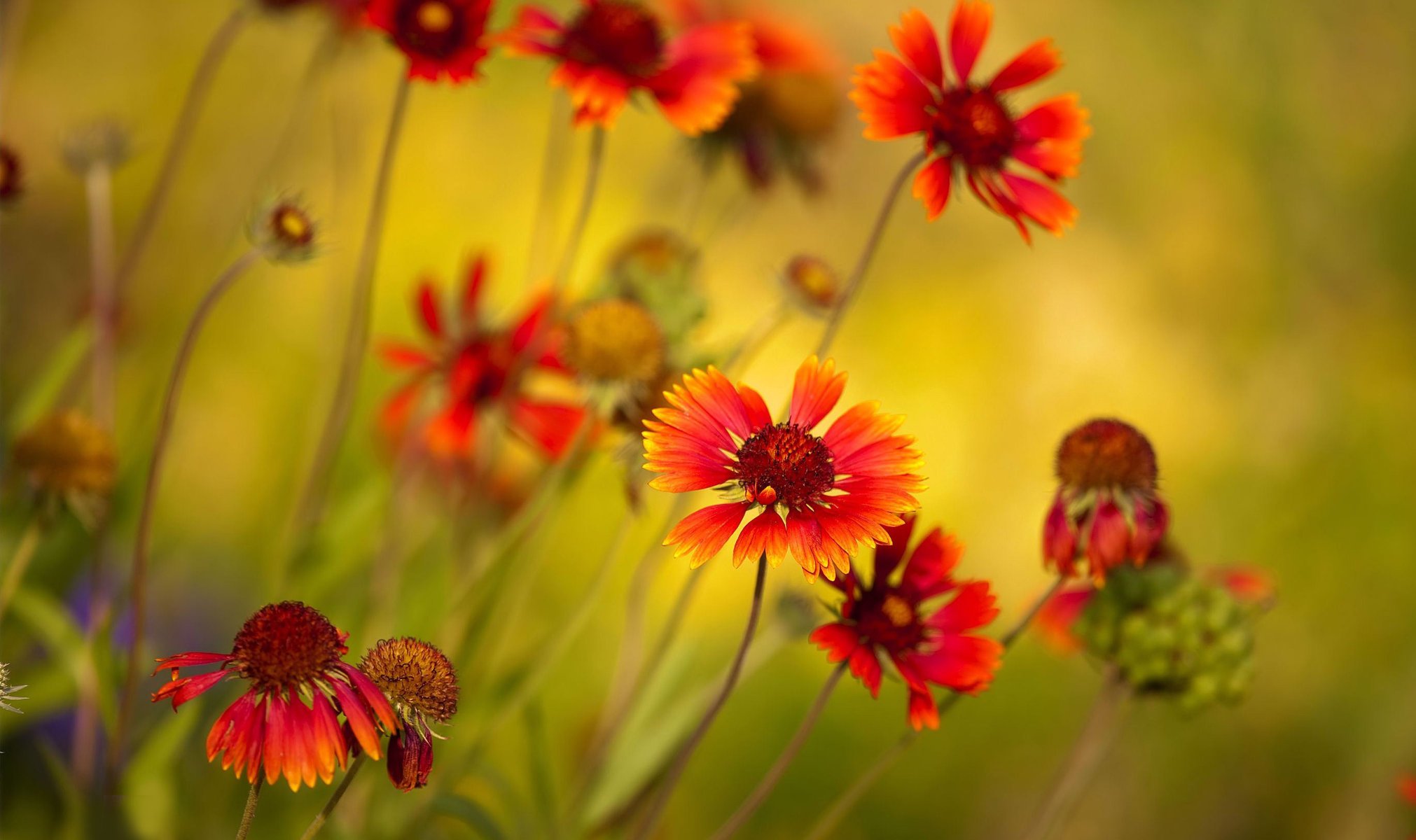 Bright red wildflowers