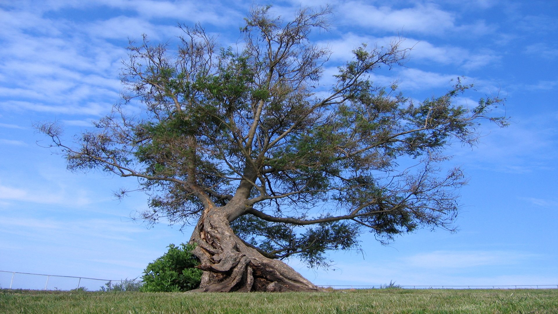 sky tree grass clouds the roots