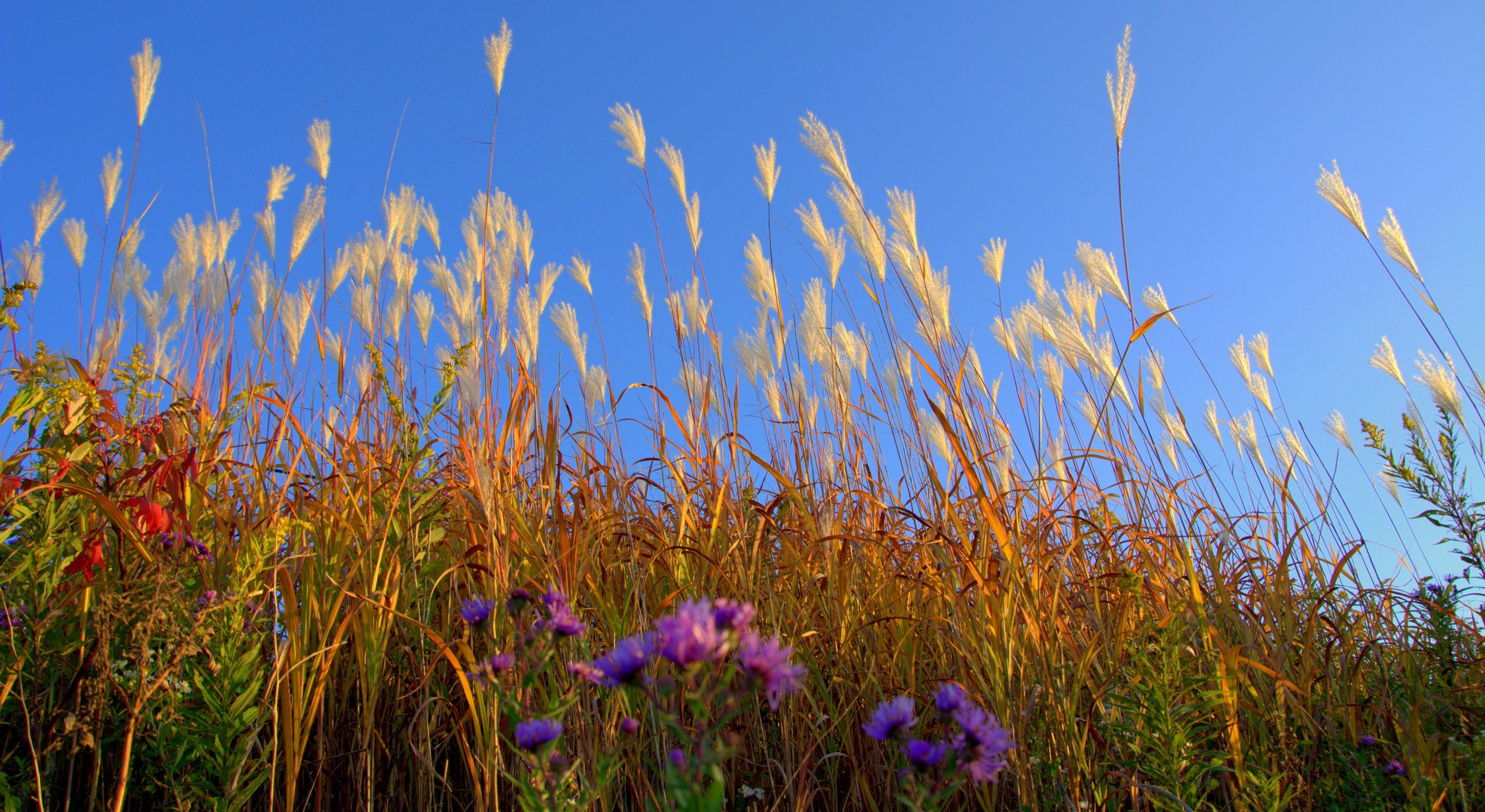 sky the field meadow plant grass flower