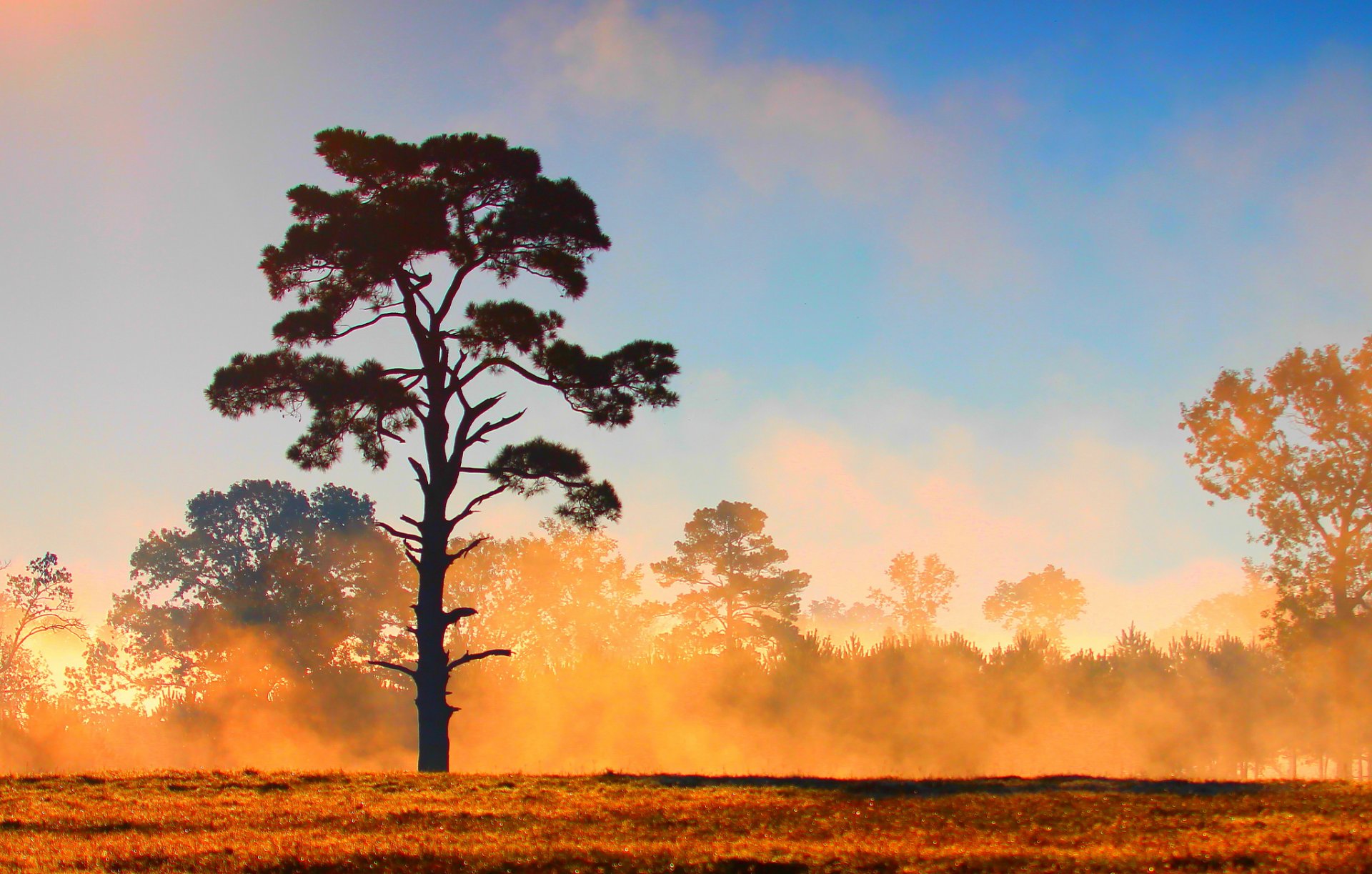 sky clouds forest tree the field fog