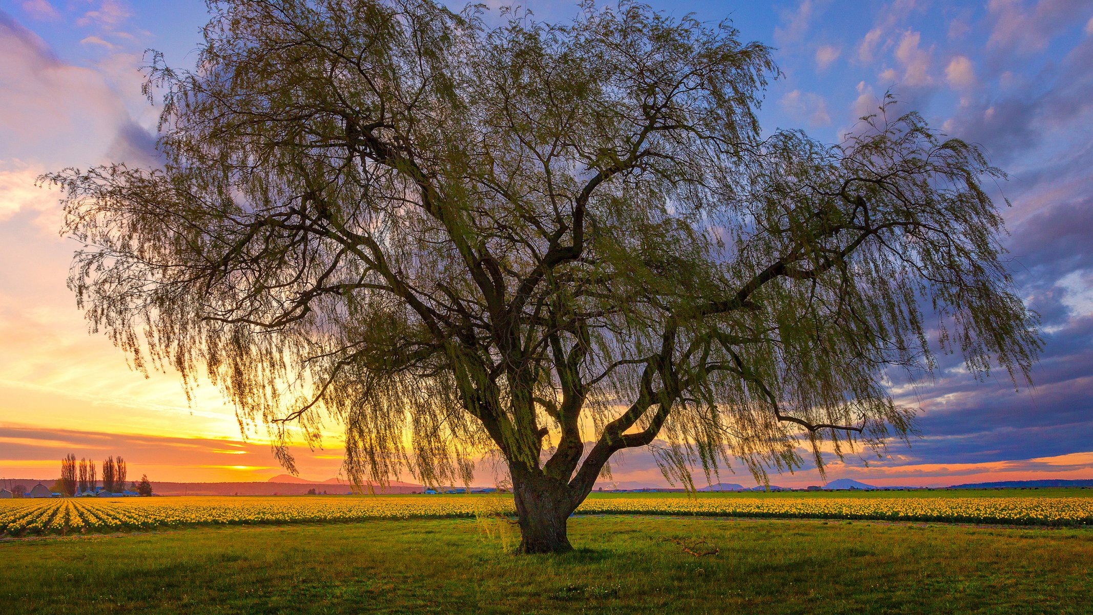 sky clouds sunset the field flower tree landscape