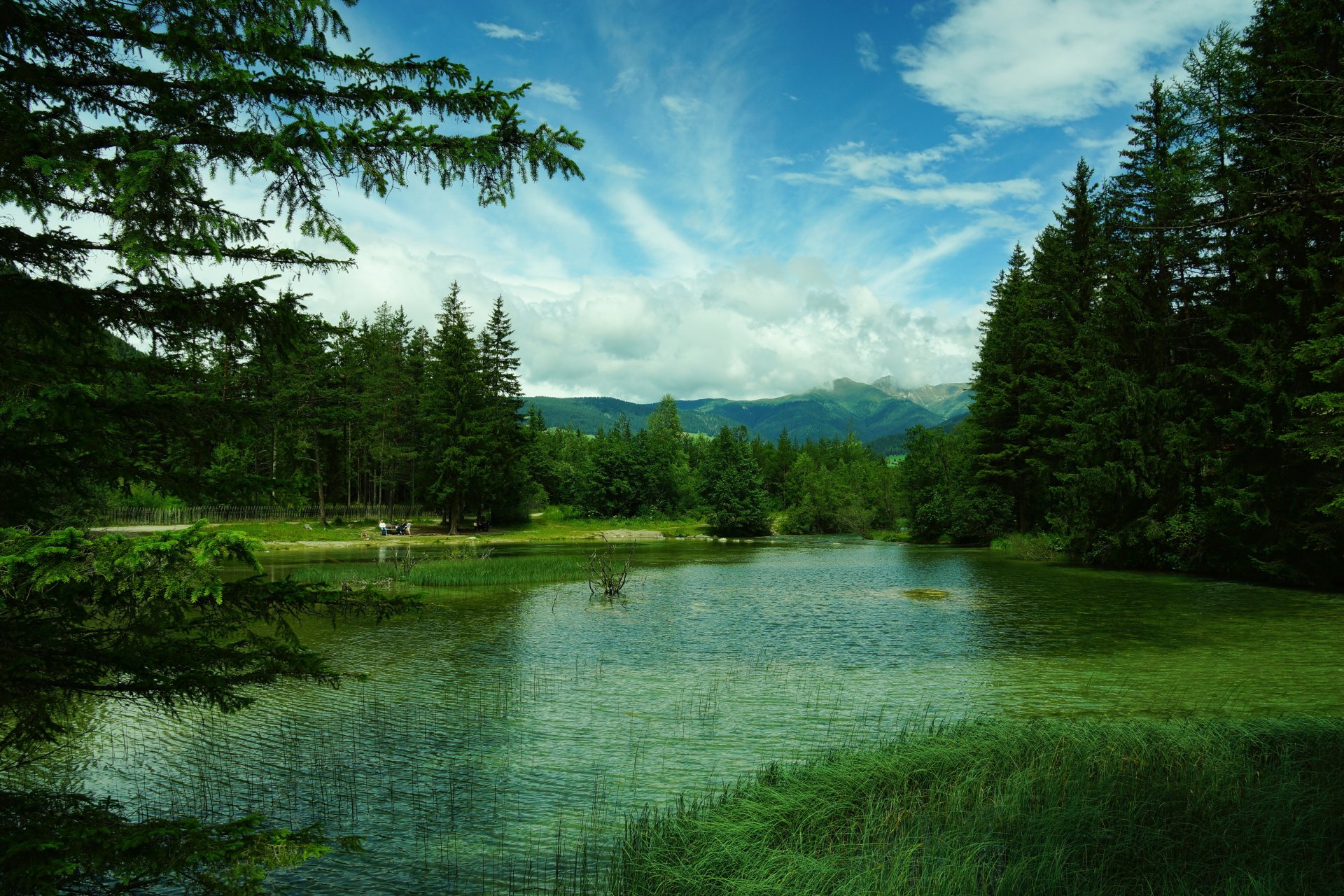 italy forest mountain lake toblach lake tree grass green