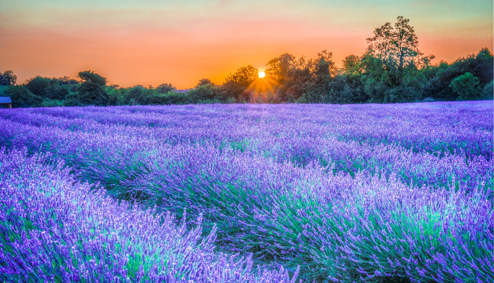 Magical lavender plantation at sunset | Desktop Wallpapers