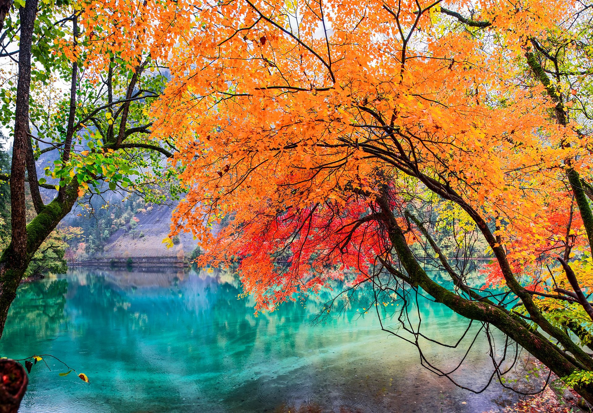 Hd Wallpaper Jiuzhaigou National Park Sichuan China Lake Tree Leaves Autumn