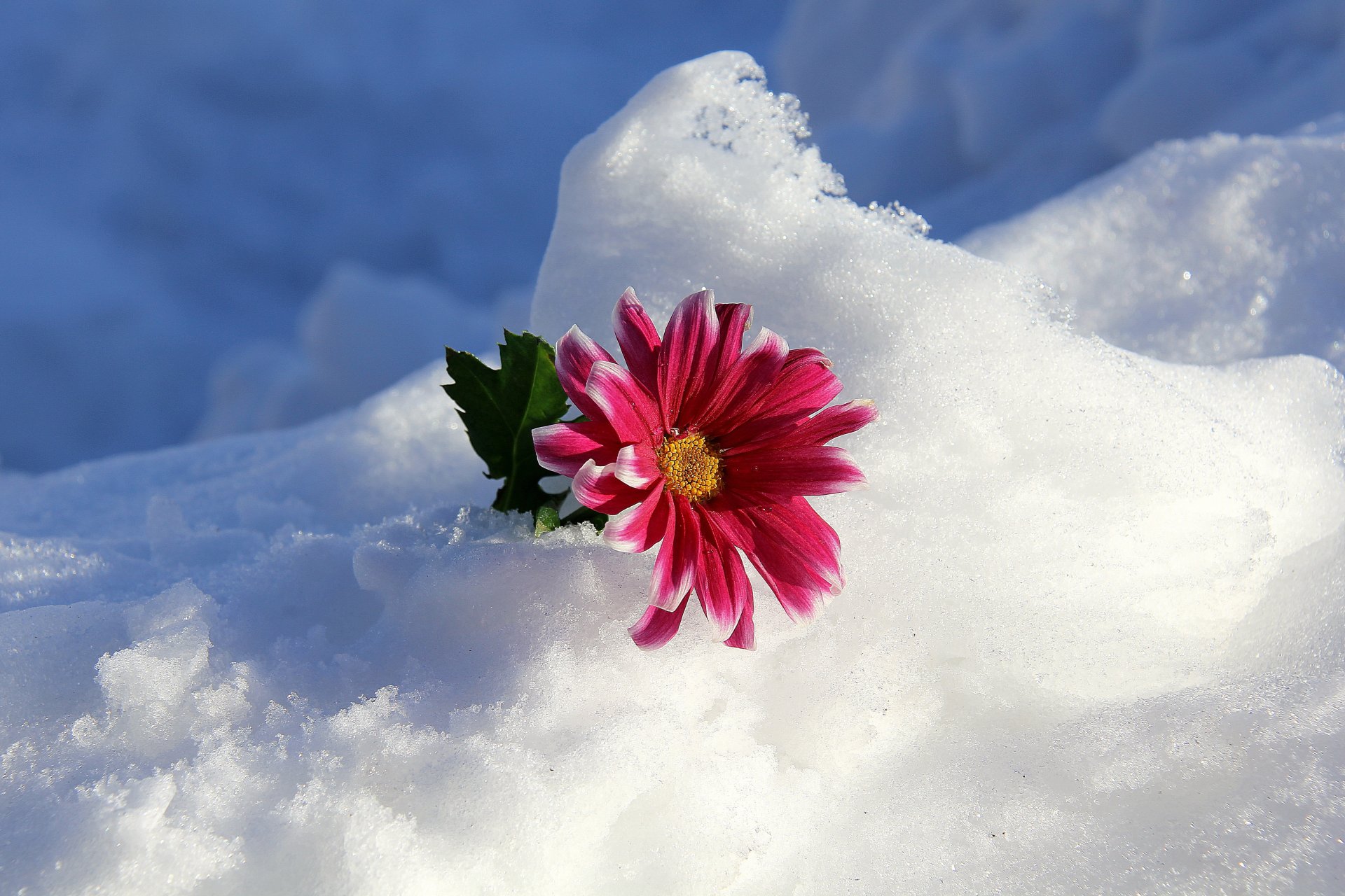 HD wallpaper winter snow flower