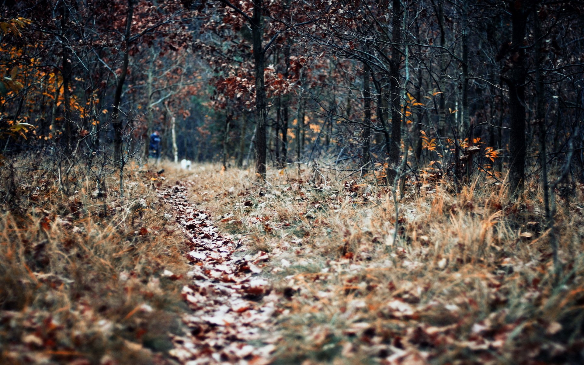 Предложения поздней осенью в лесу. Поздняя осень. Поздняя осень в лесу. Глубокая осень. Эстетика поздней осени лес.