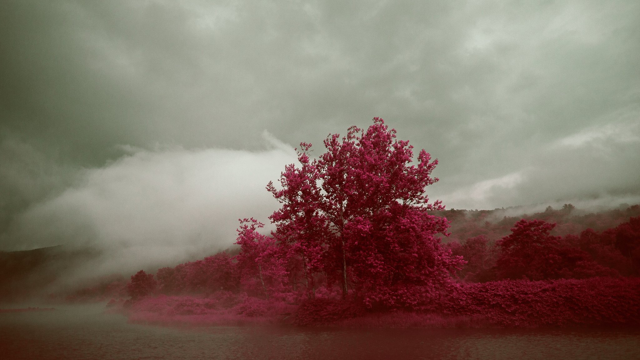 Багряная лета. Багровый туман. Красный туман. Красное дерево. Багряный цвет.