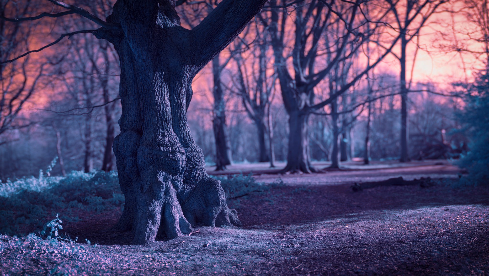 Beneath the trees. Волшебный лес. Магический лес Эстетика. Ствол дерева ночью. Дерево Эстетика.