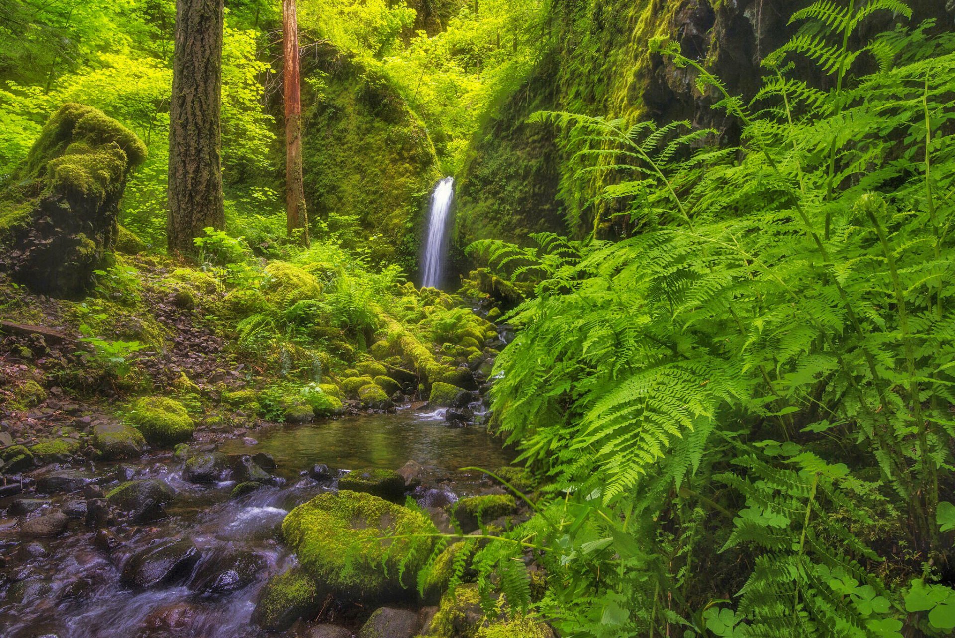 HD wallpaper mossy grotto falls columbia river gorge oregon waterfall ...