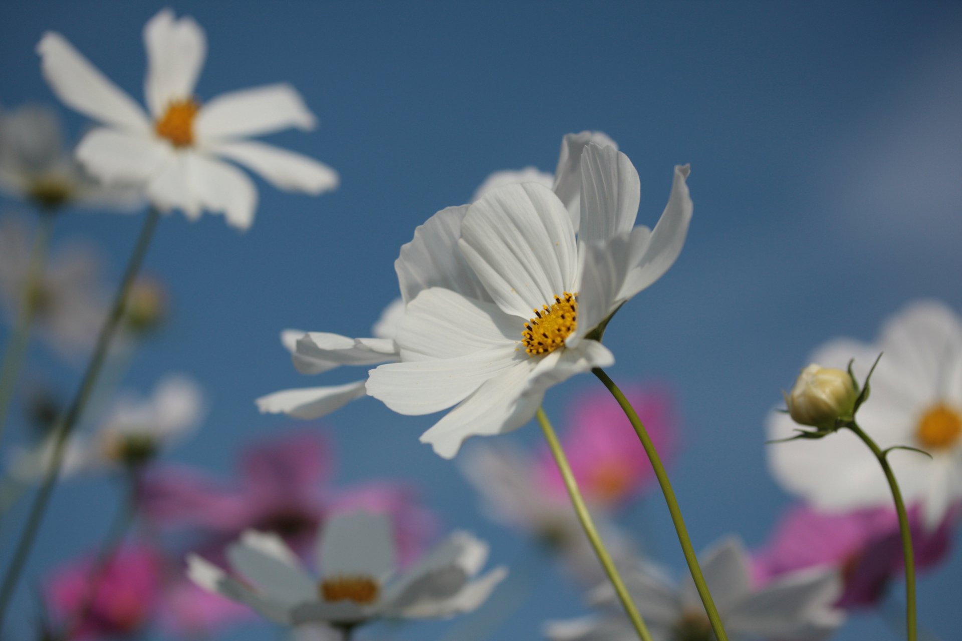 kosmeya flower petals summer bloom nature sky