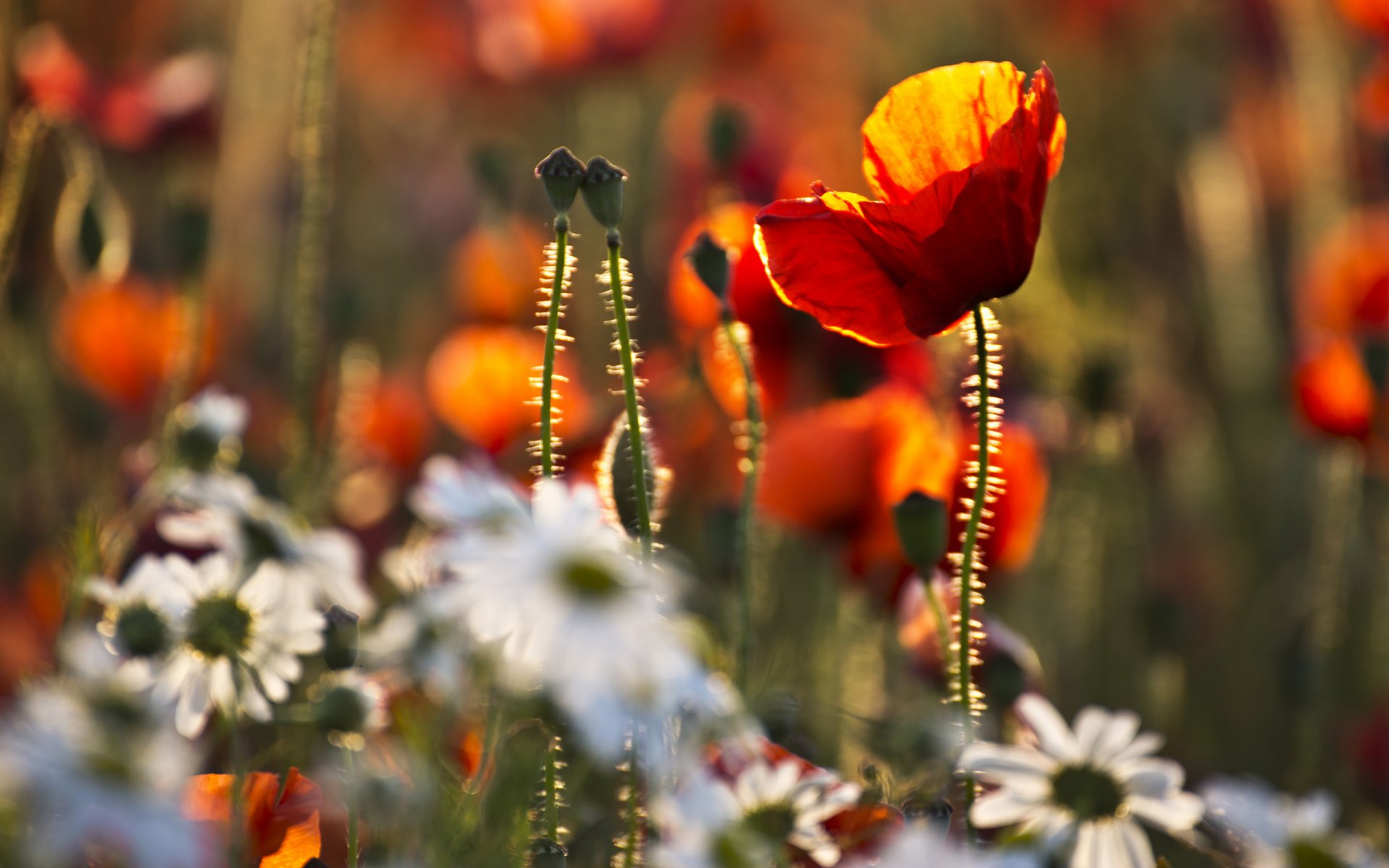 poppies chamomile grass