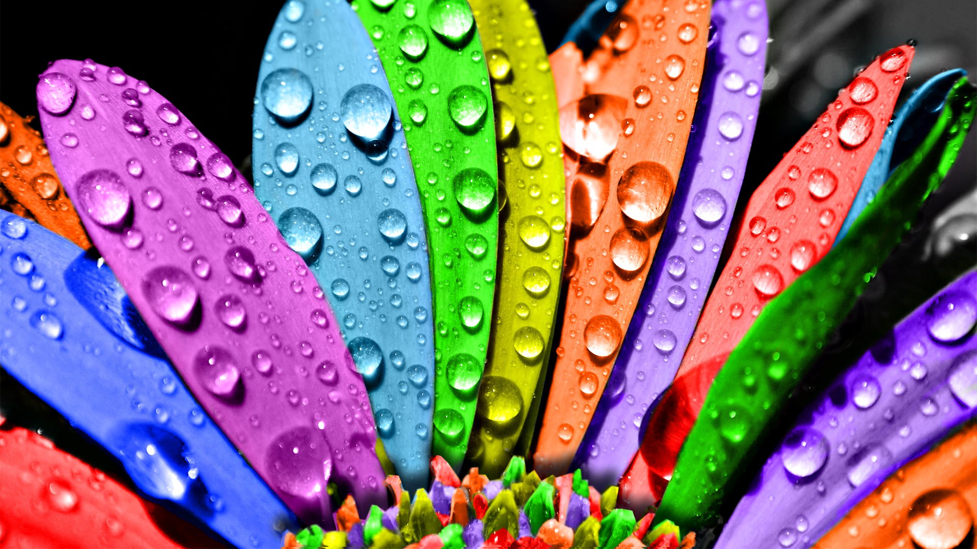 flower tsvetik-semitsvetik rosa multicolored