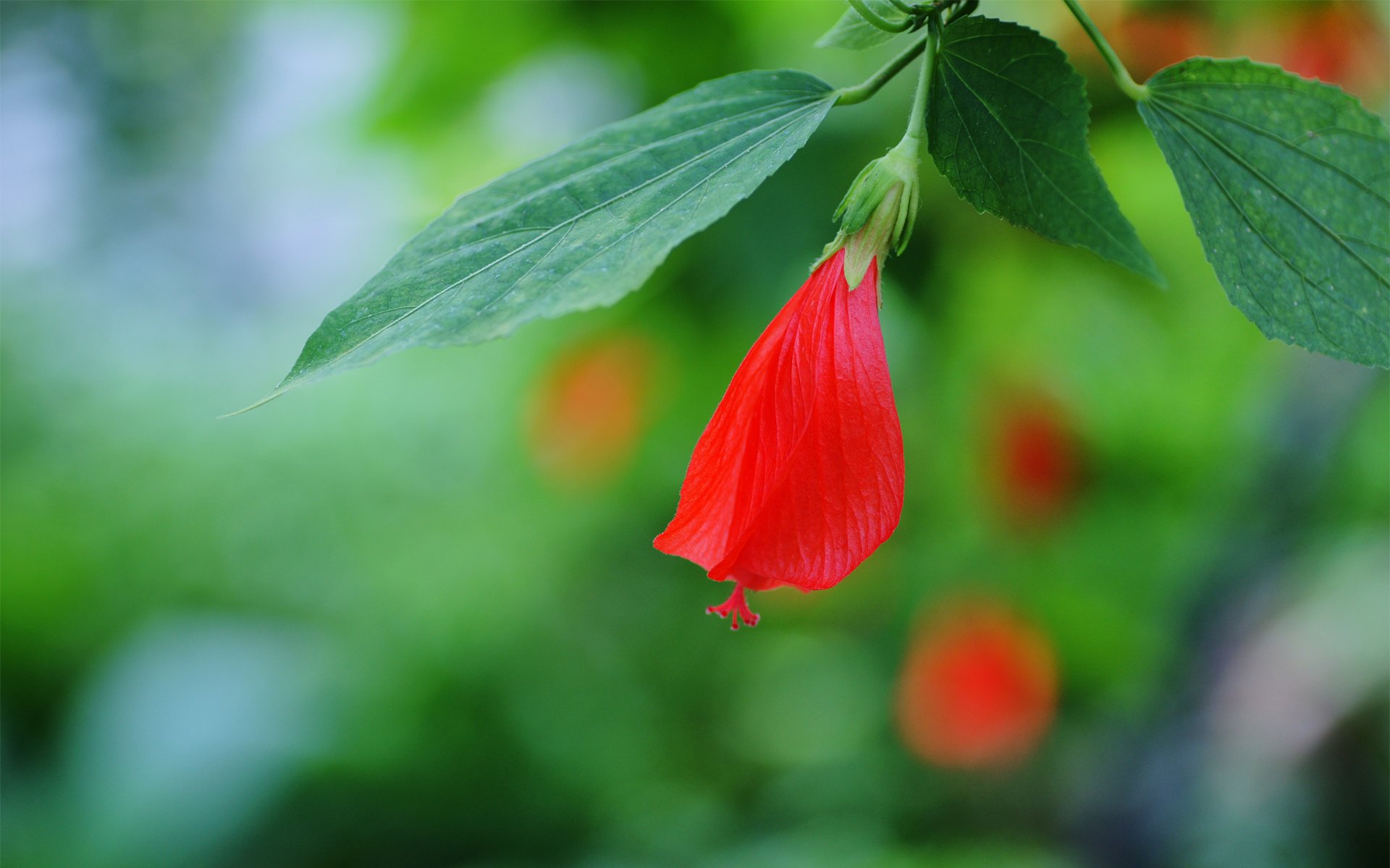 flower hibiscus red bud leaves branch focus