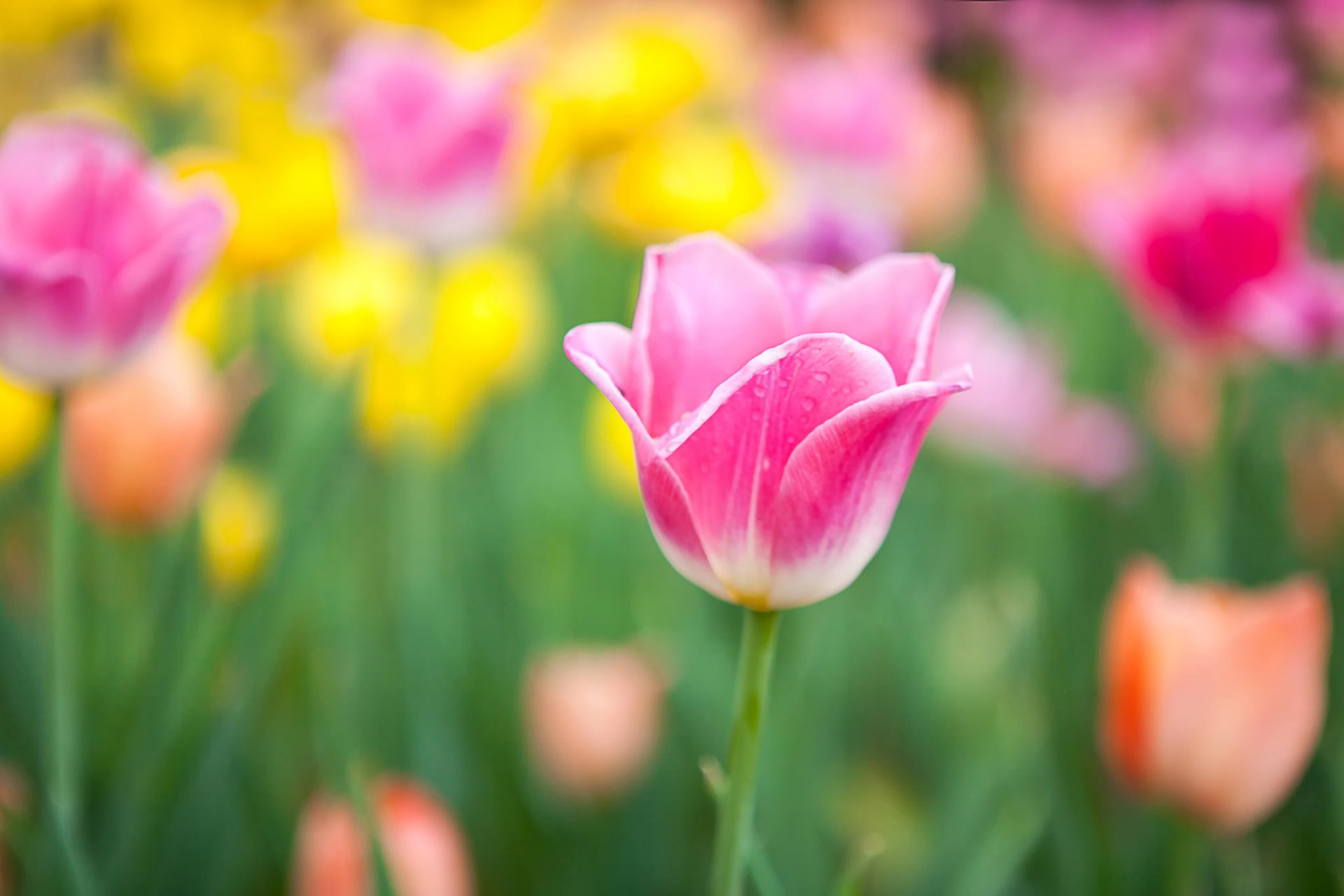 tulips flower pink yellow blur