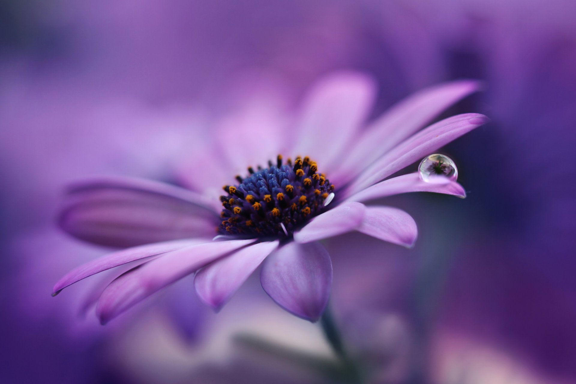 daisy purple flower petals droplet close up background