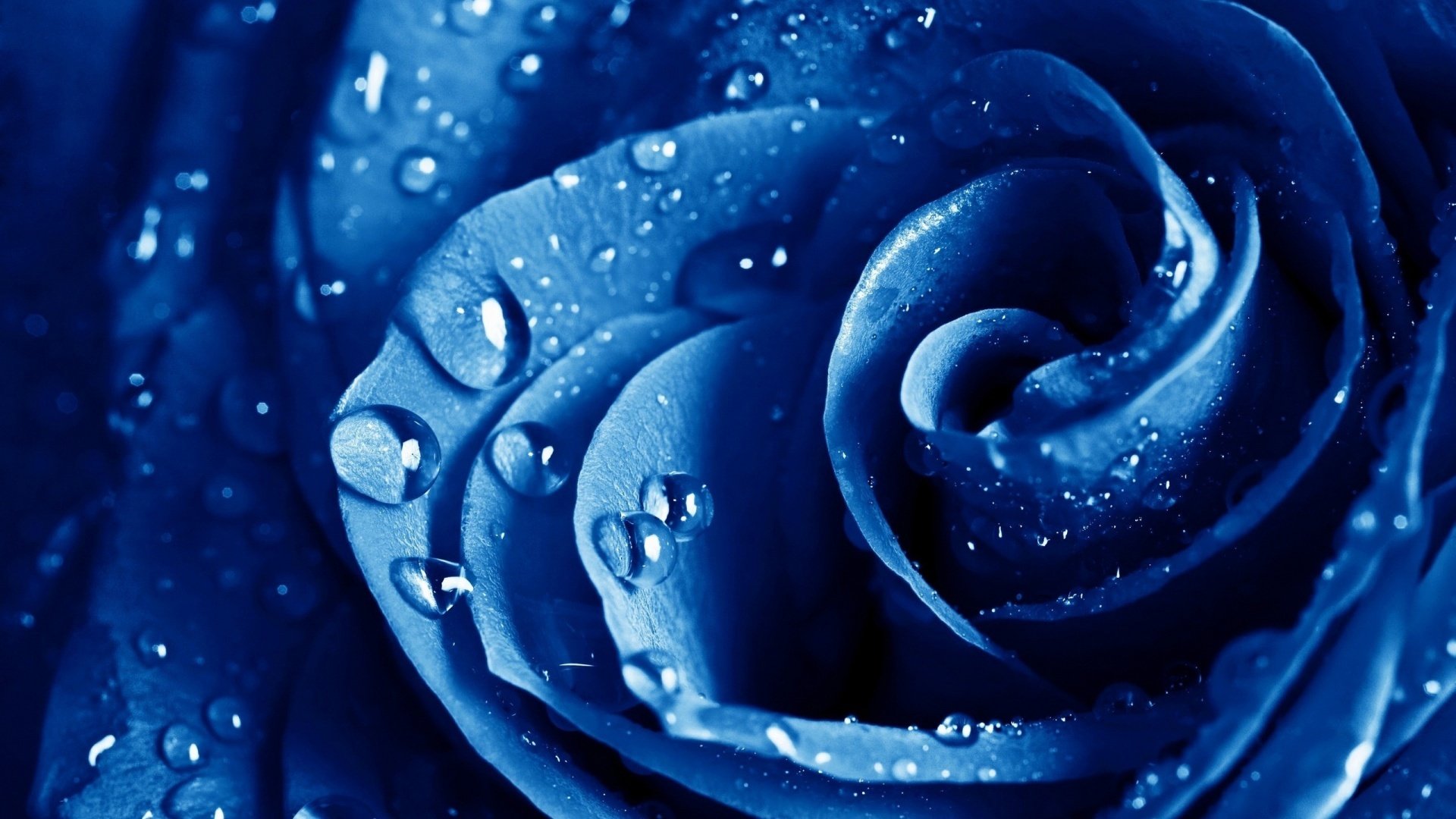 rose blue drops
