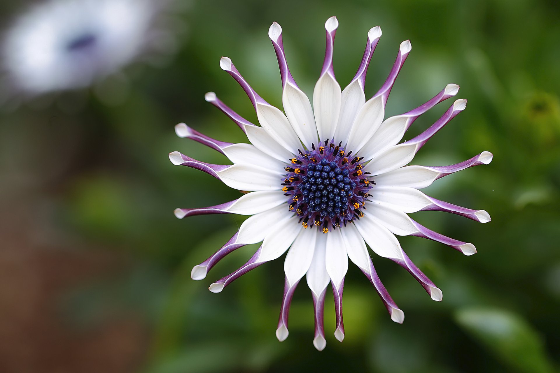 daisy africa flower white purple petals close up focus